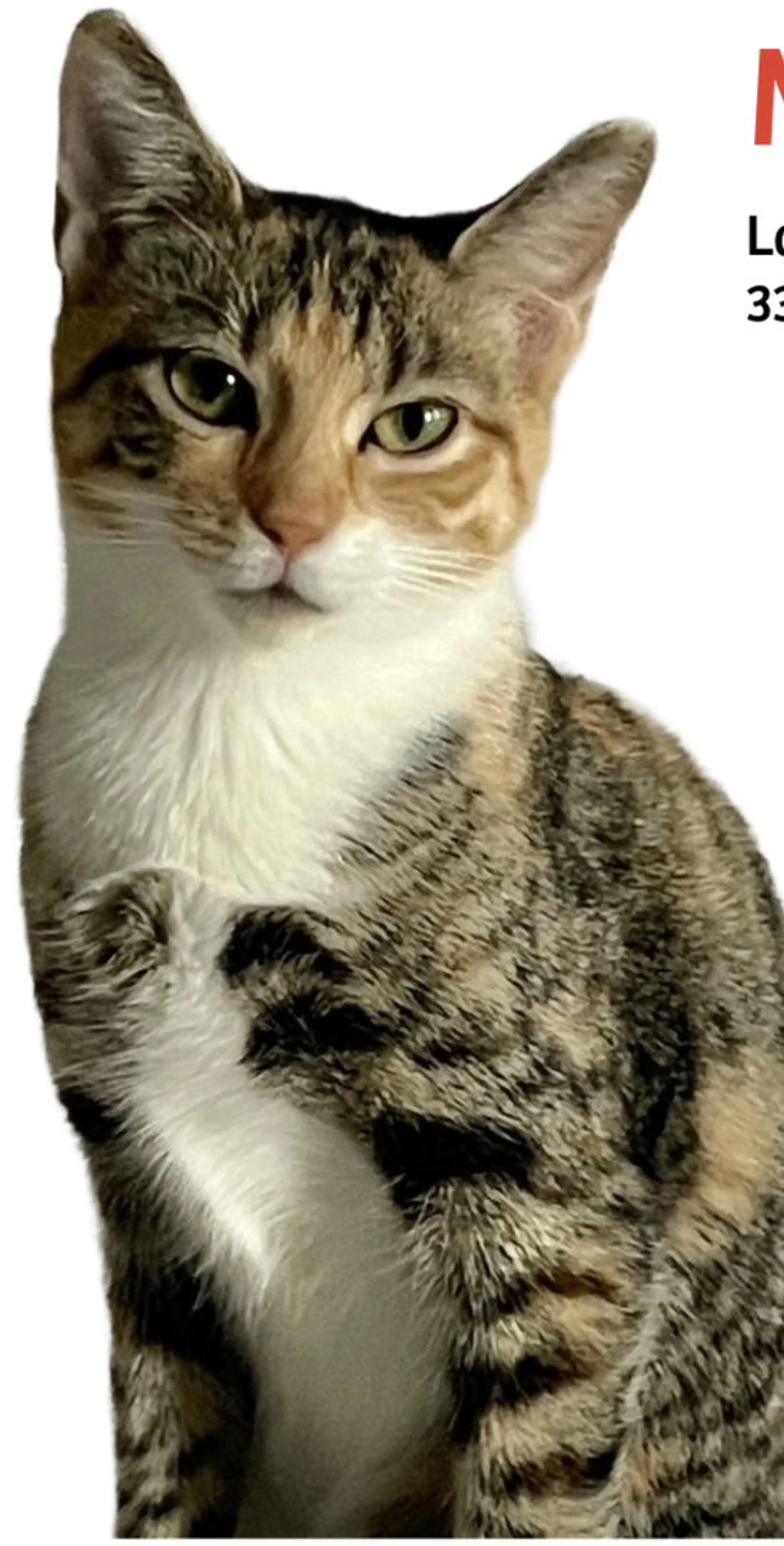 cdn image