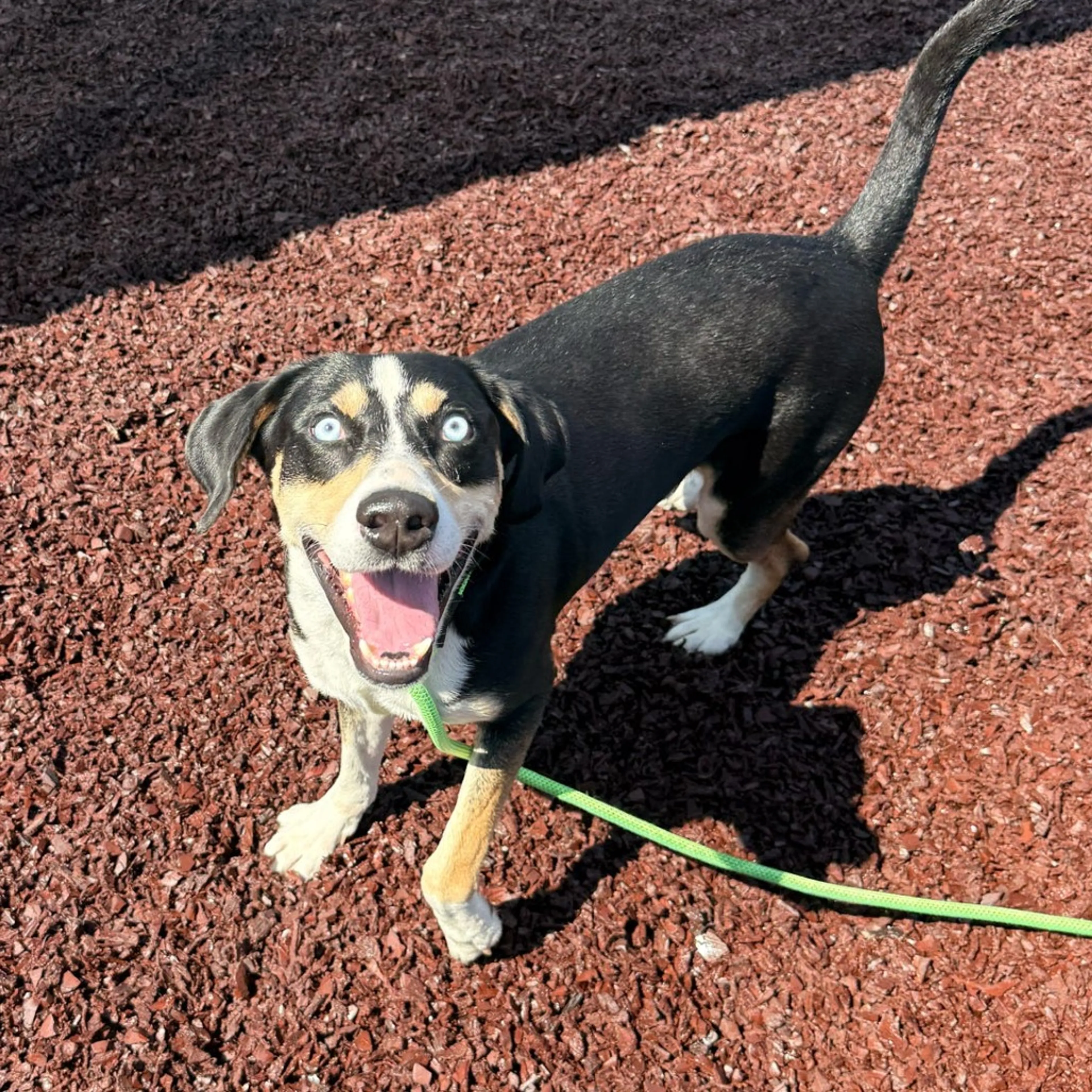 cdn image