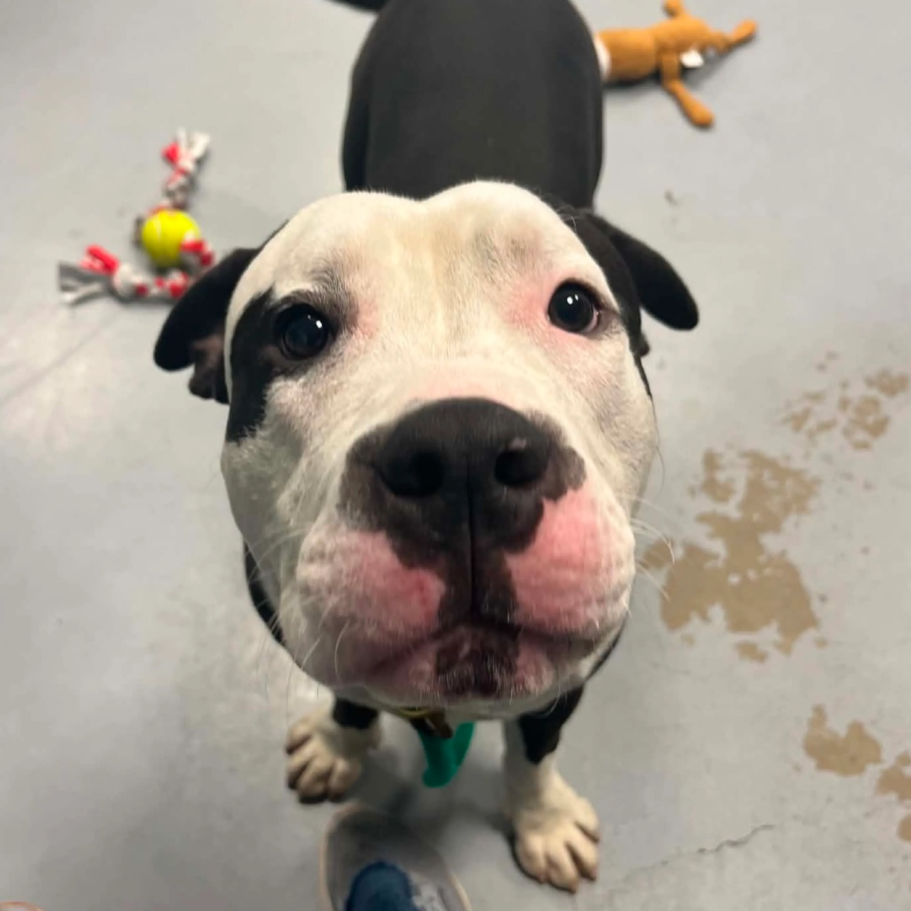 cdn image