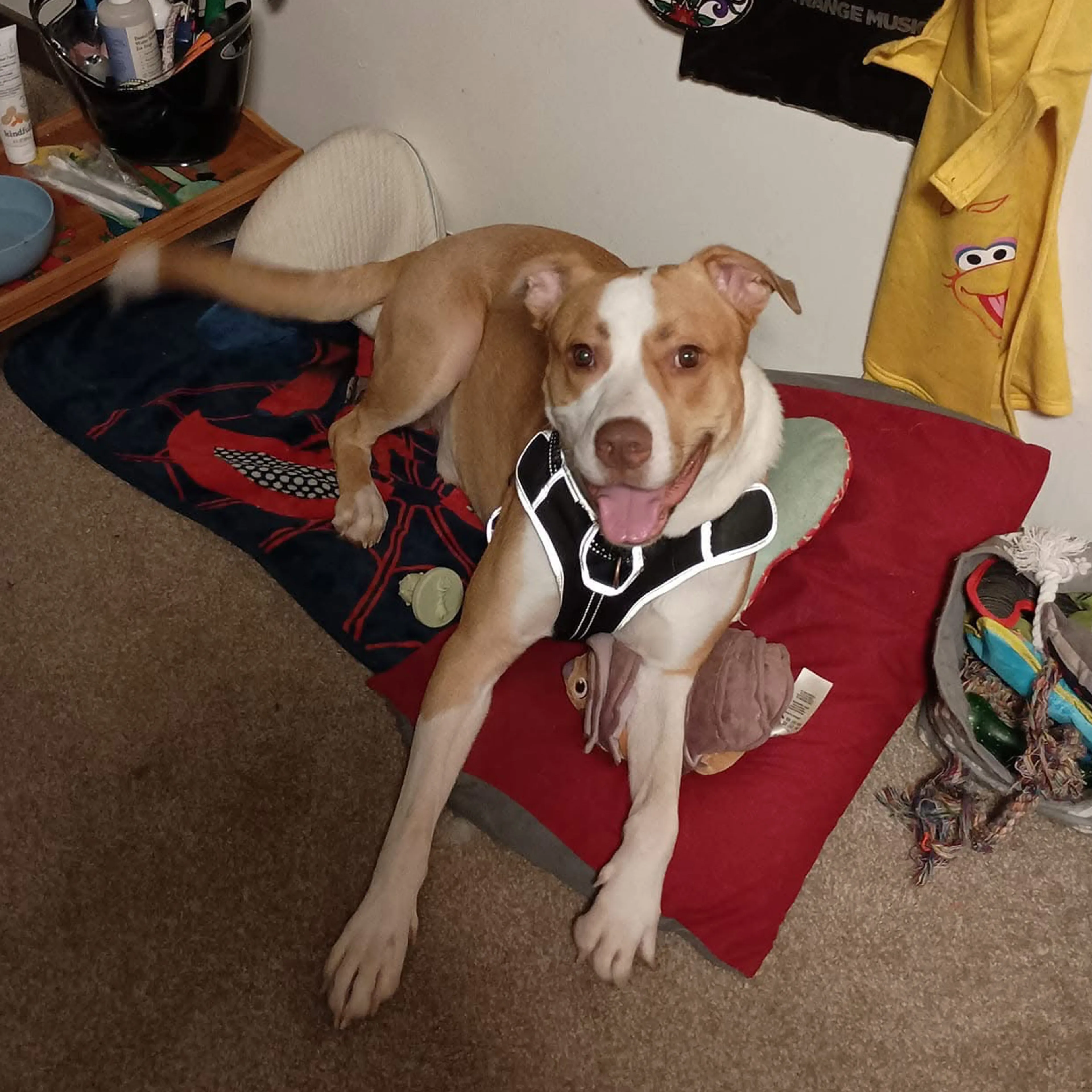 cdn image