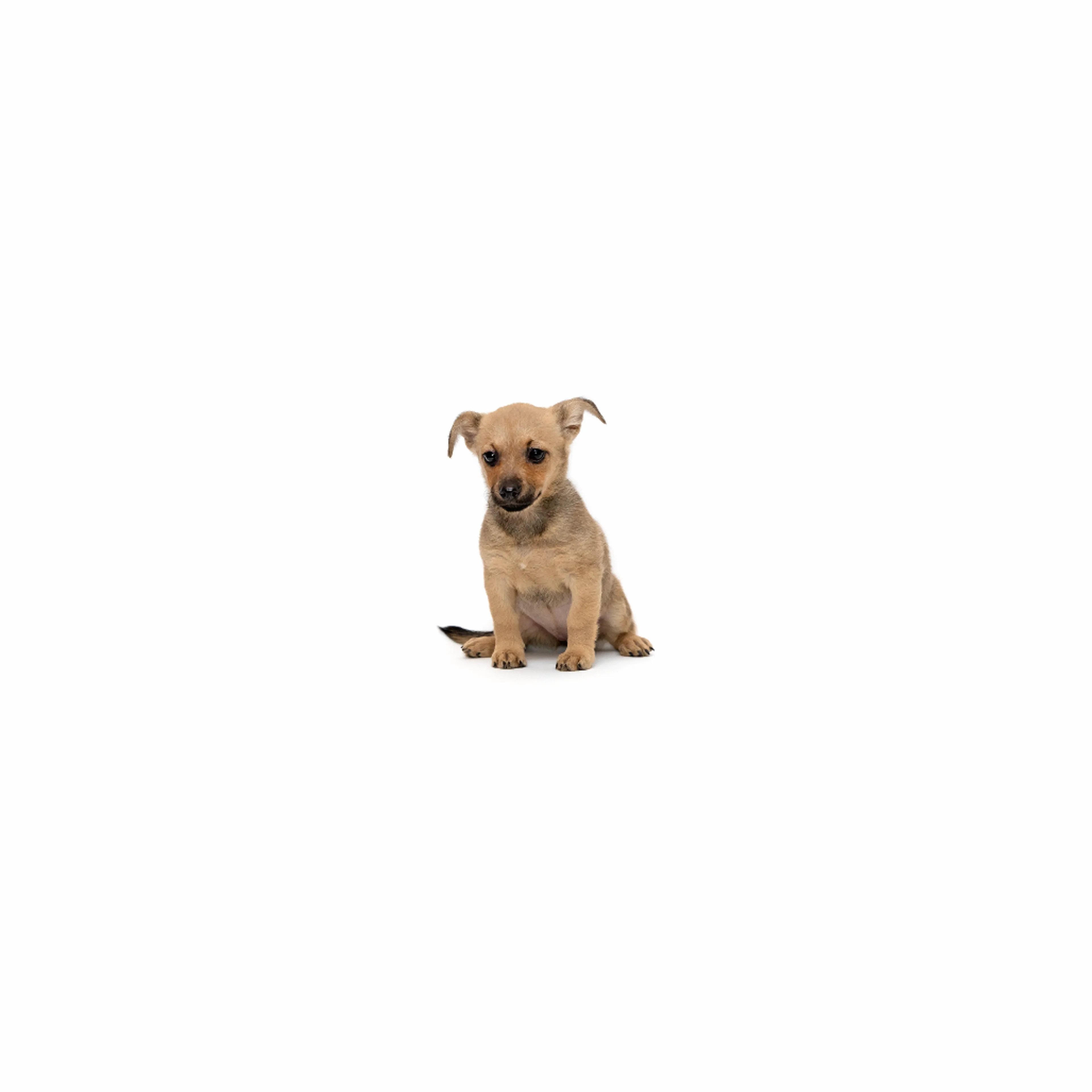 cdn image