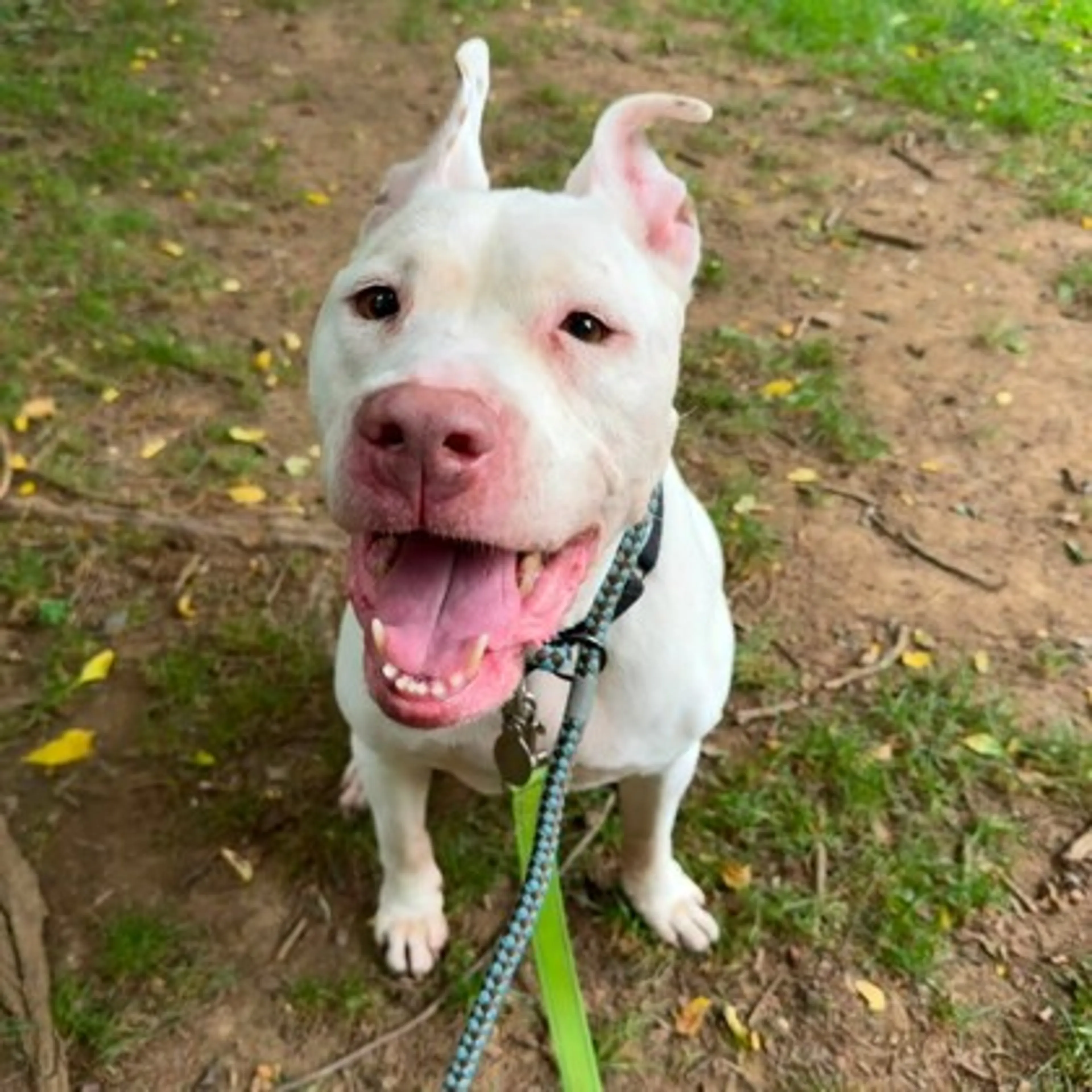 cdn image