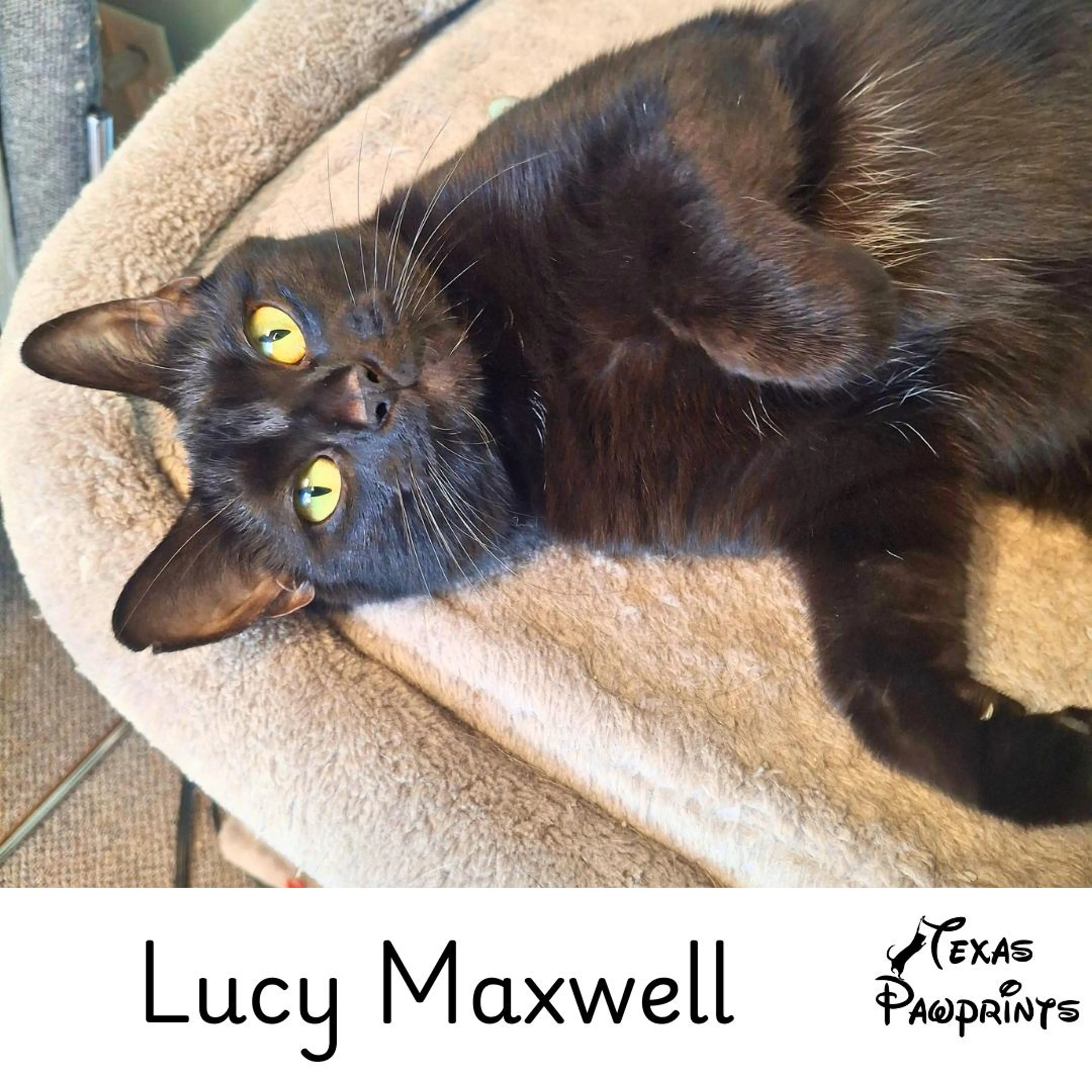 cdn image