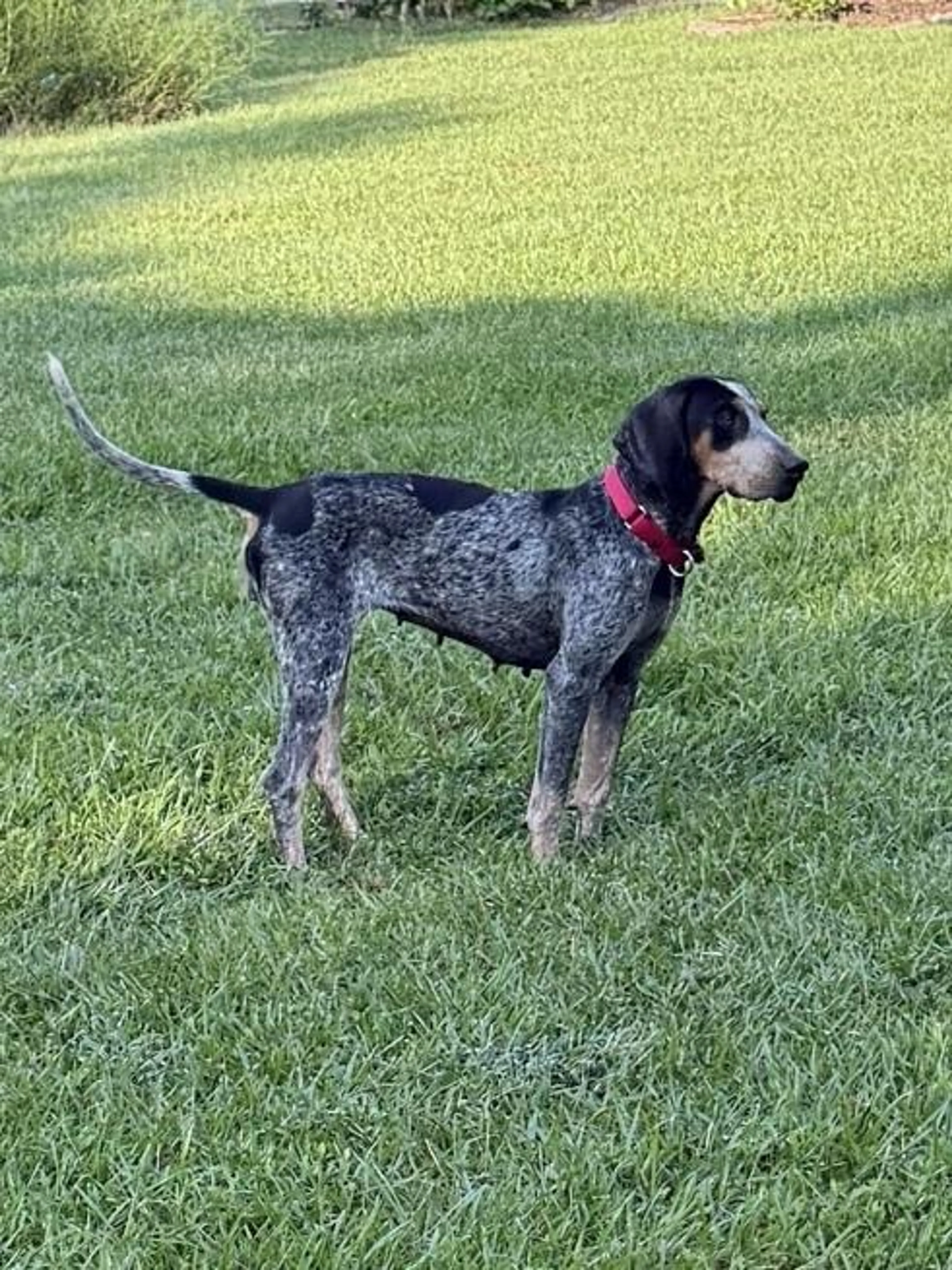 cdn image