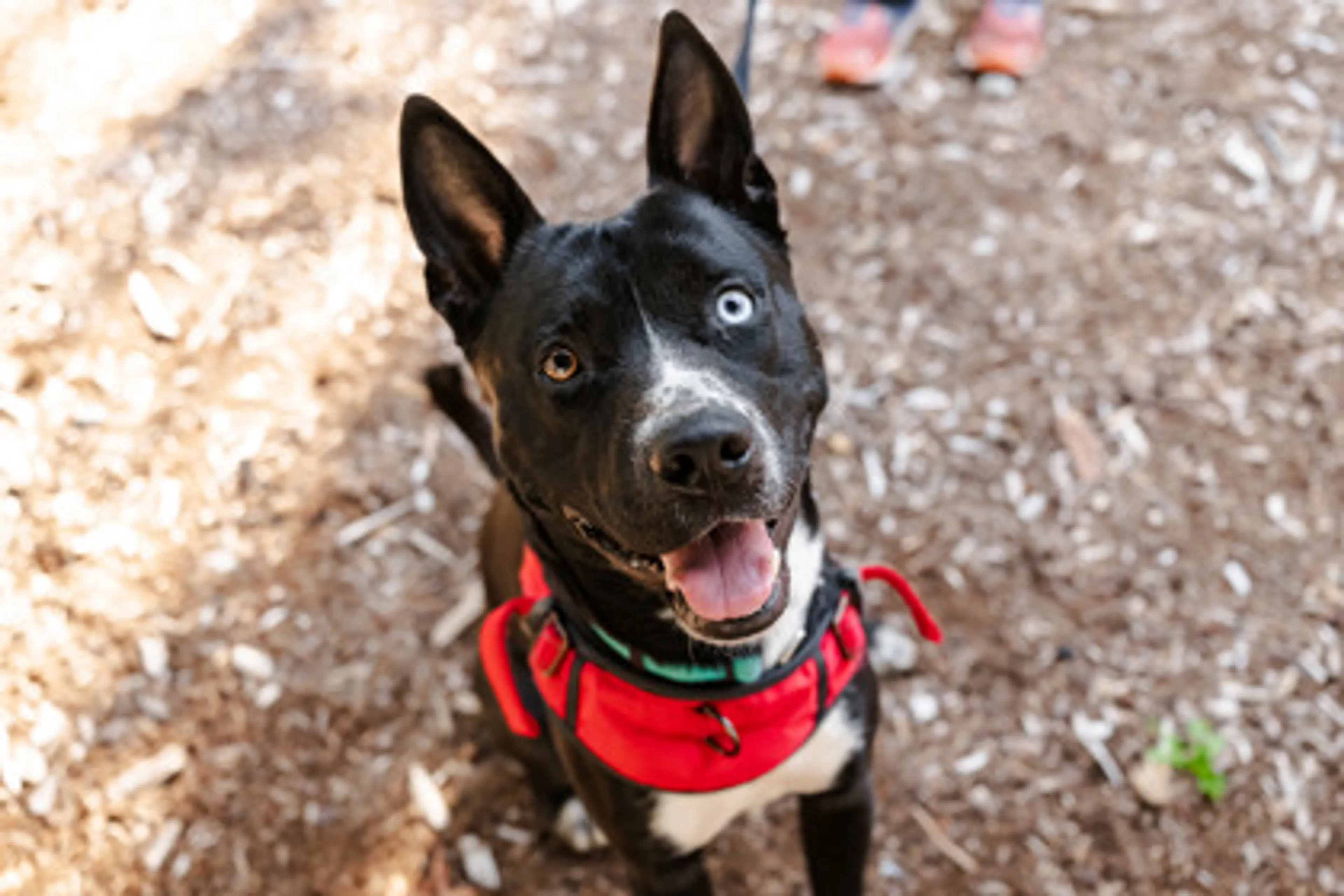 cdn image
