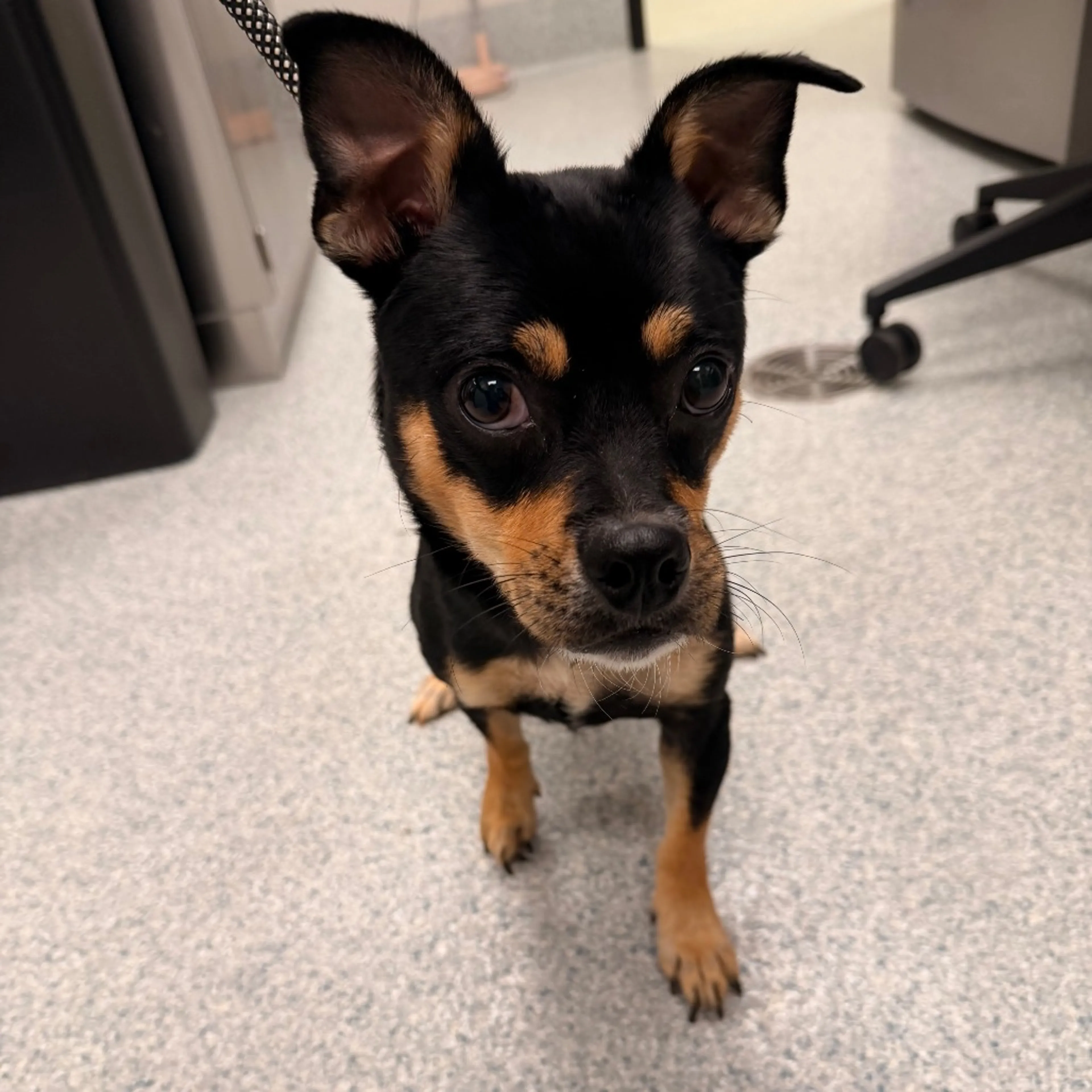 cdn image