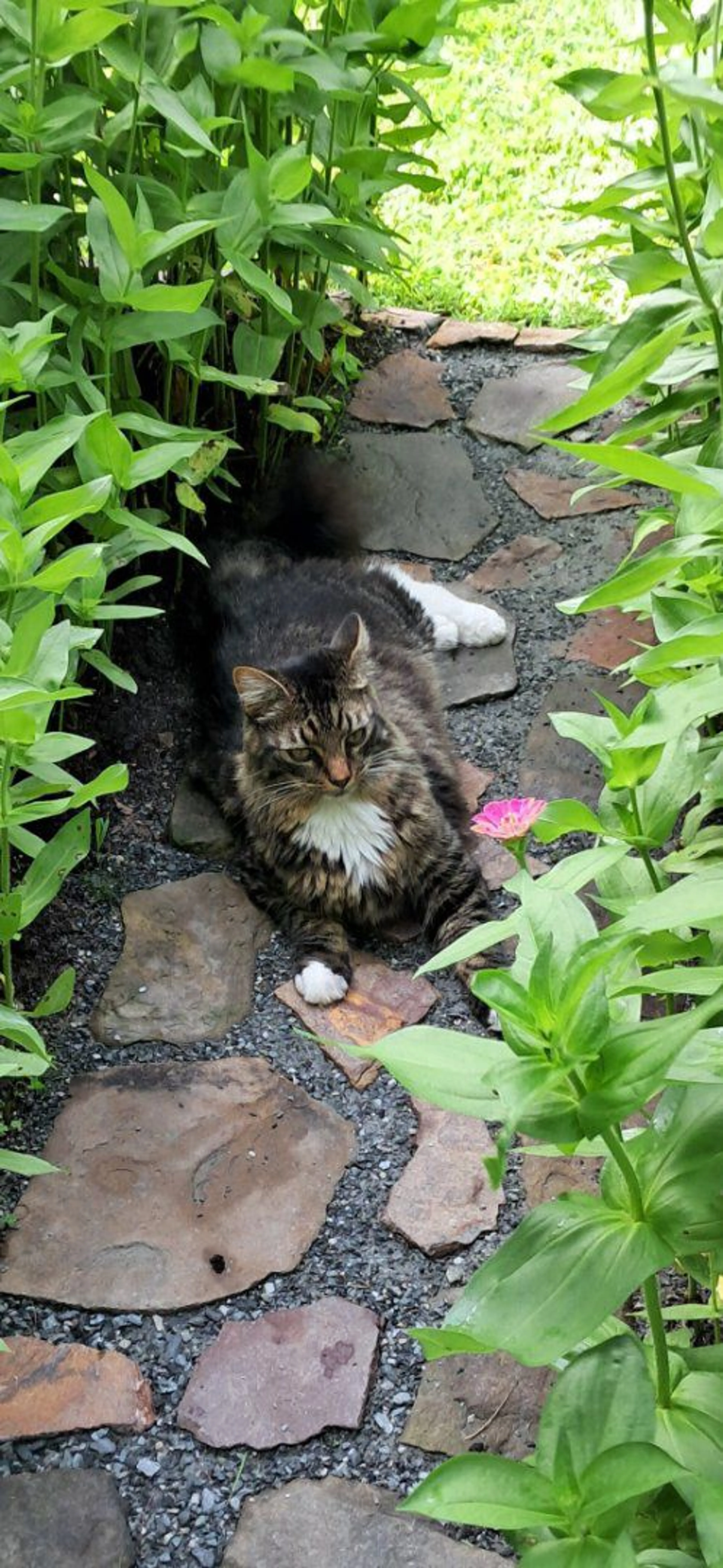 cdn image