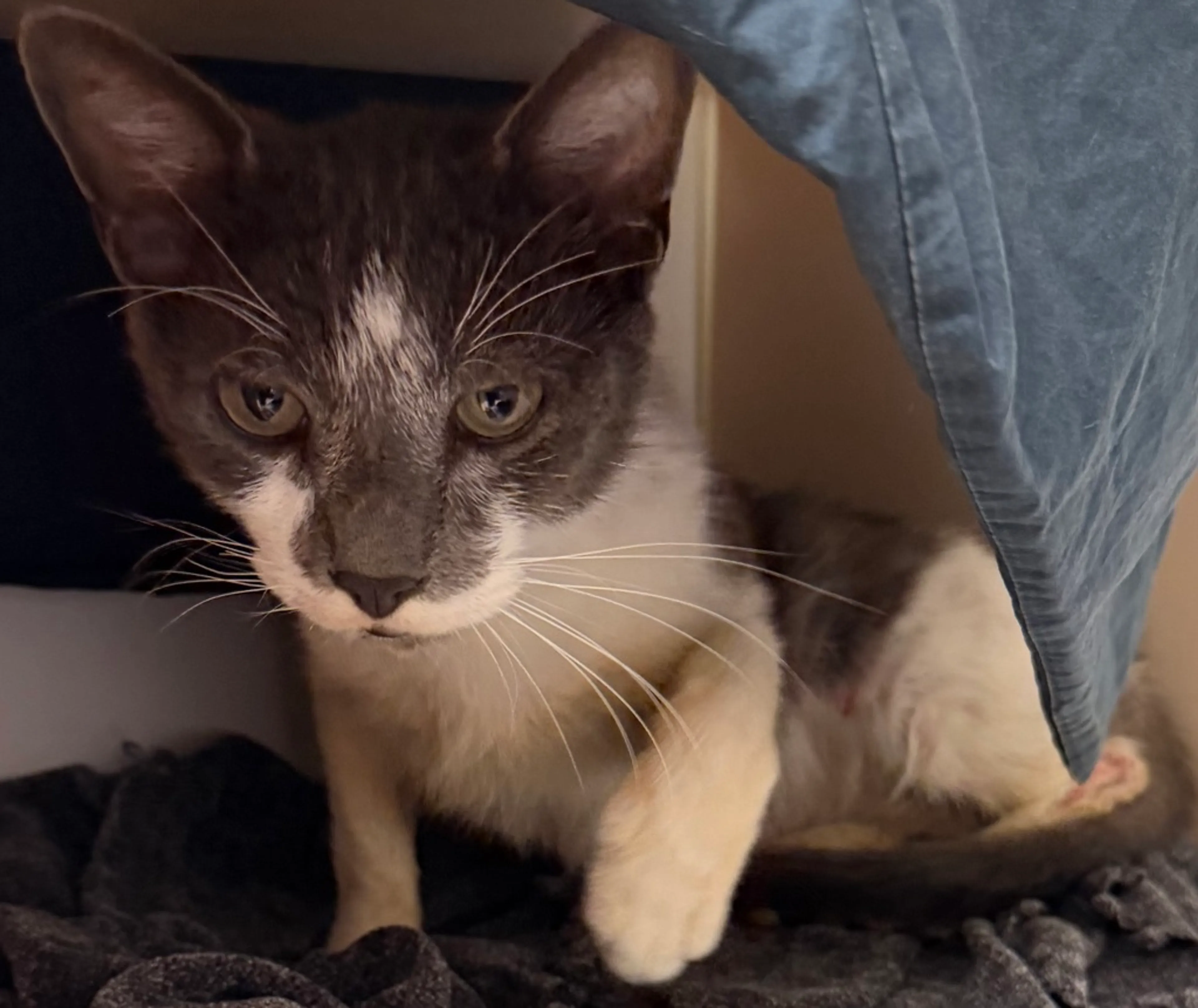 cdn image