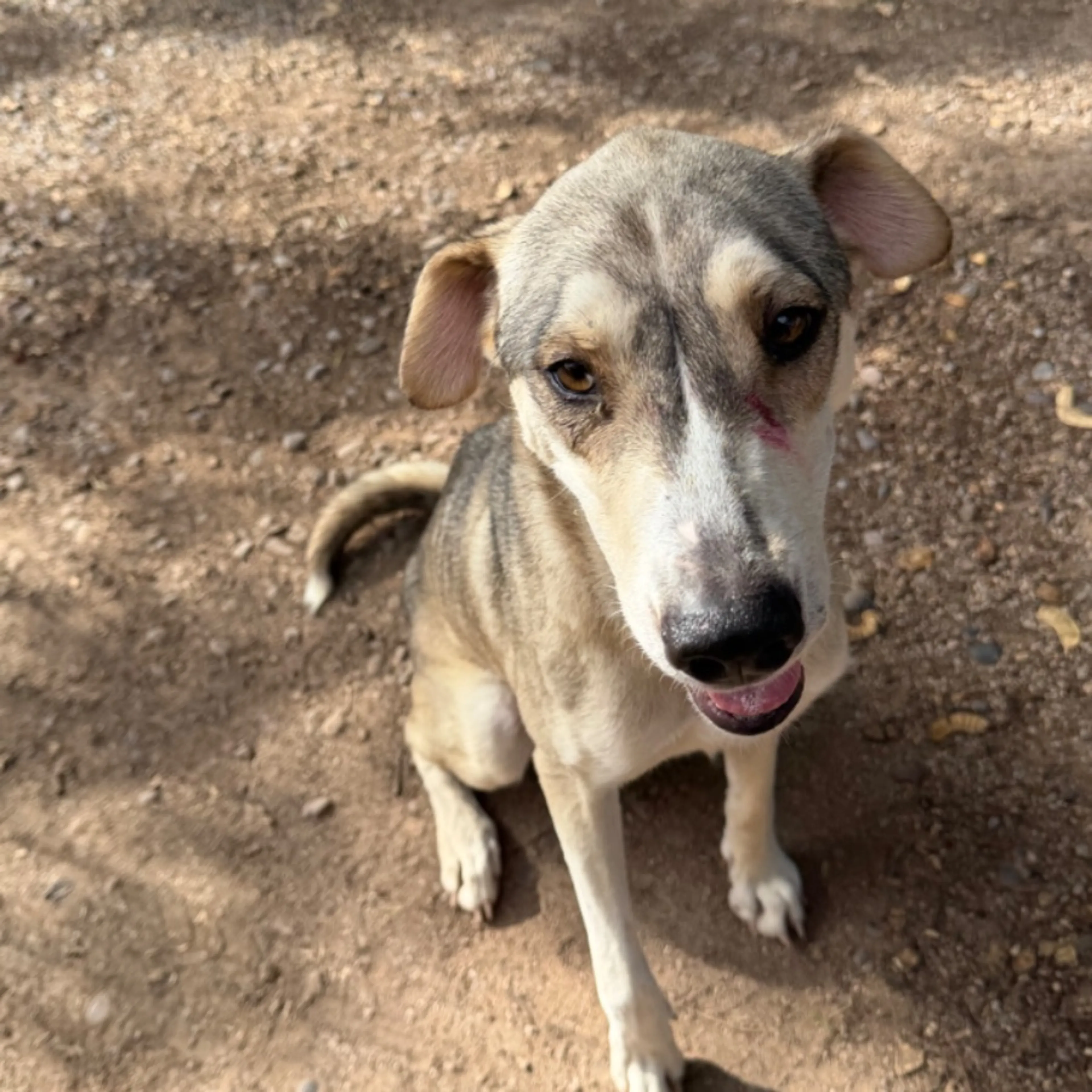 cdn image