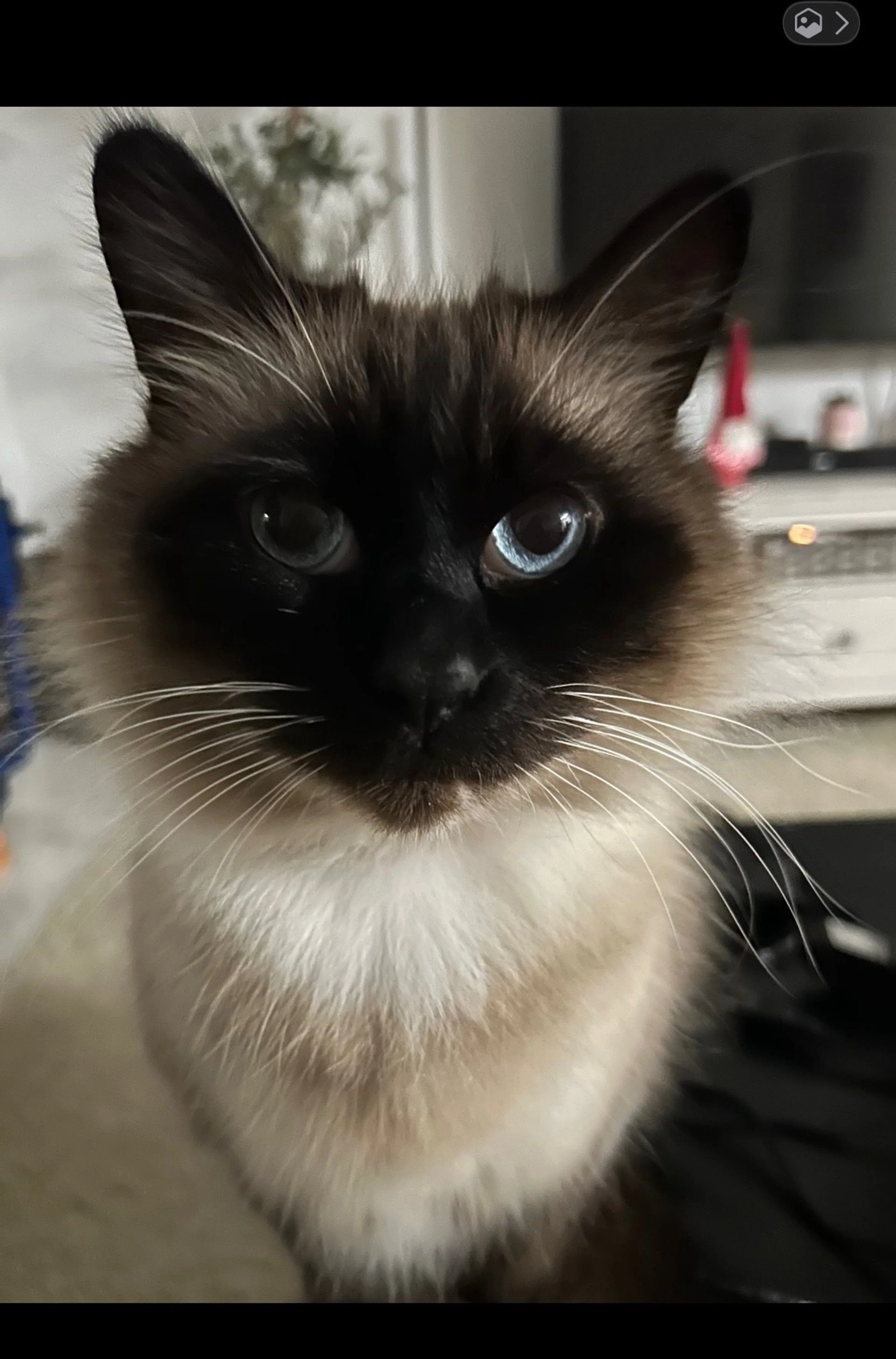 cdn image
