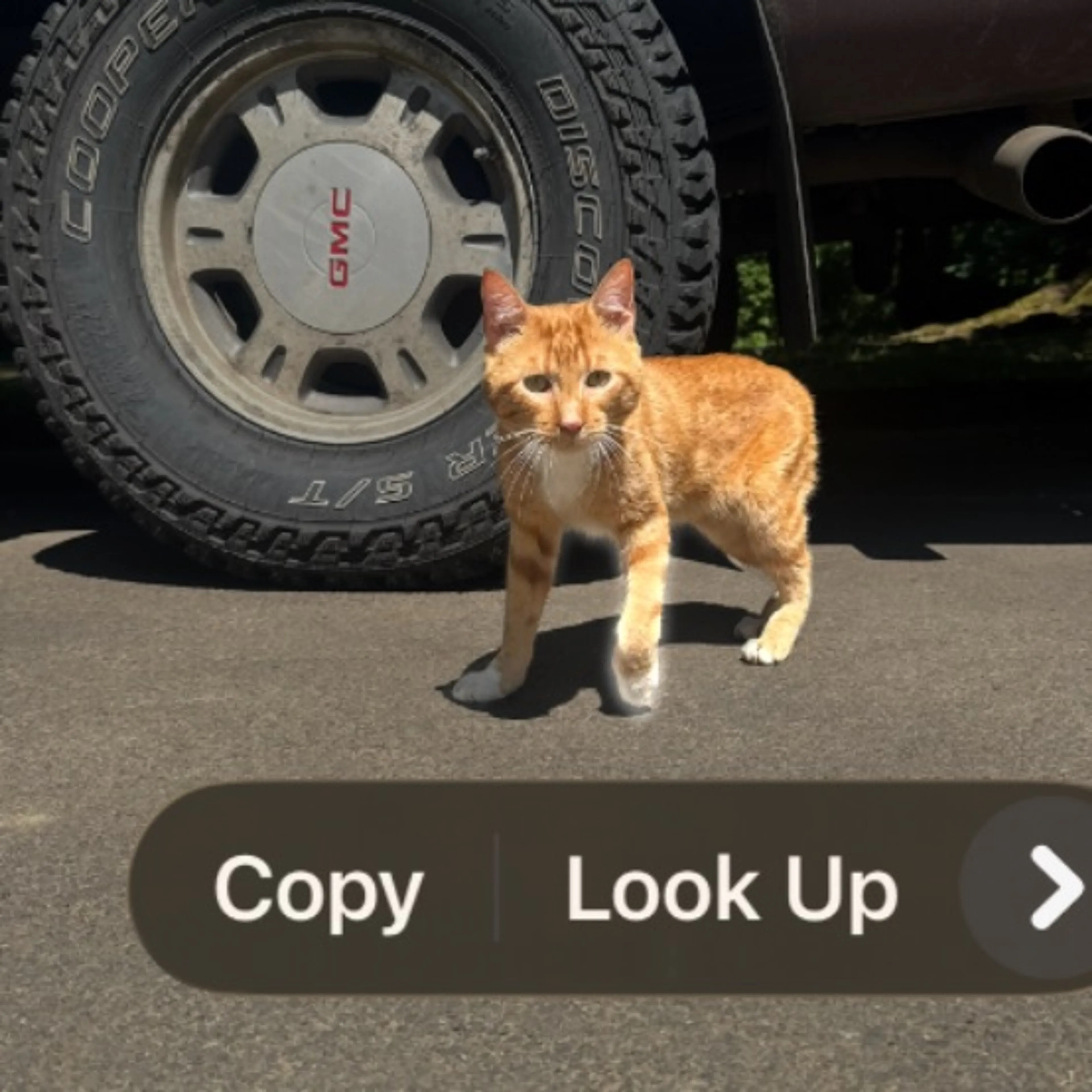 cdn image