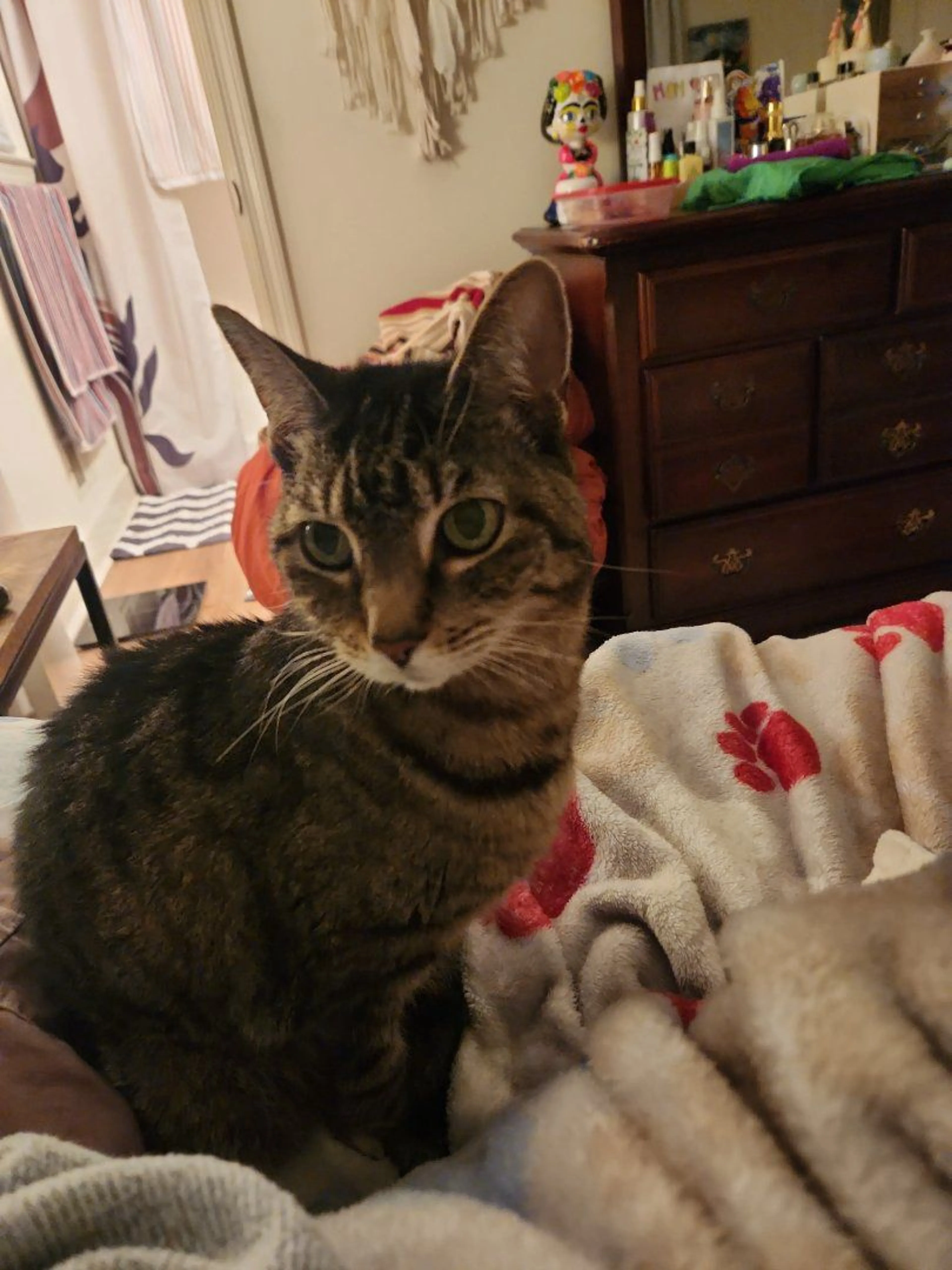 cdn image