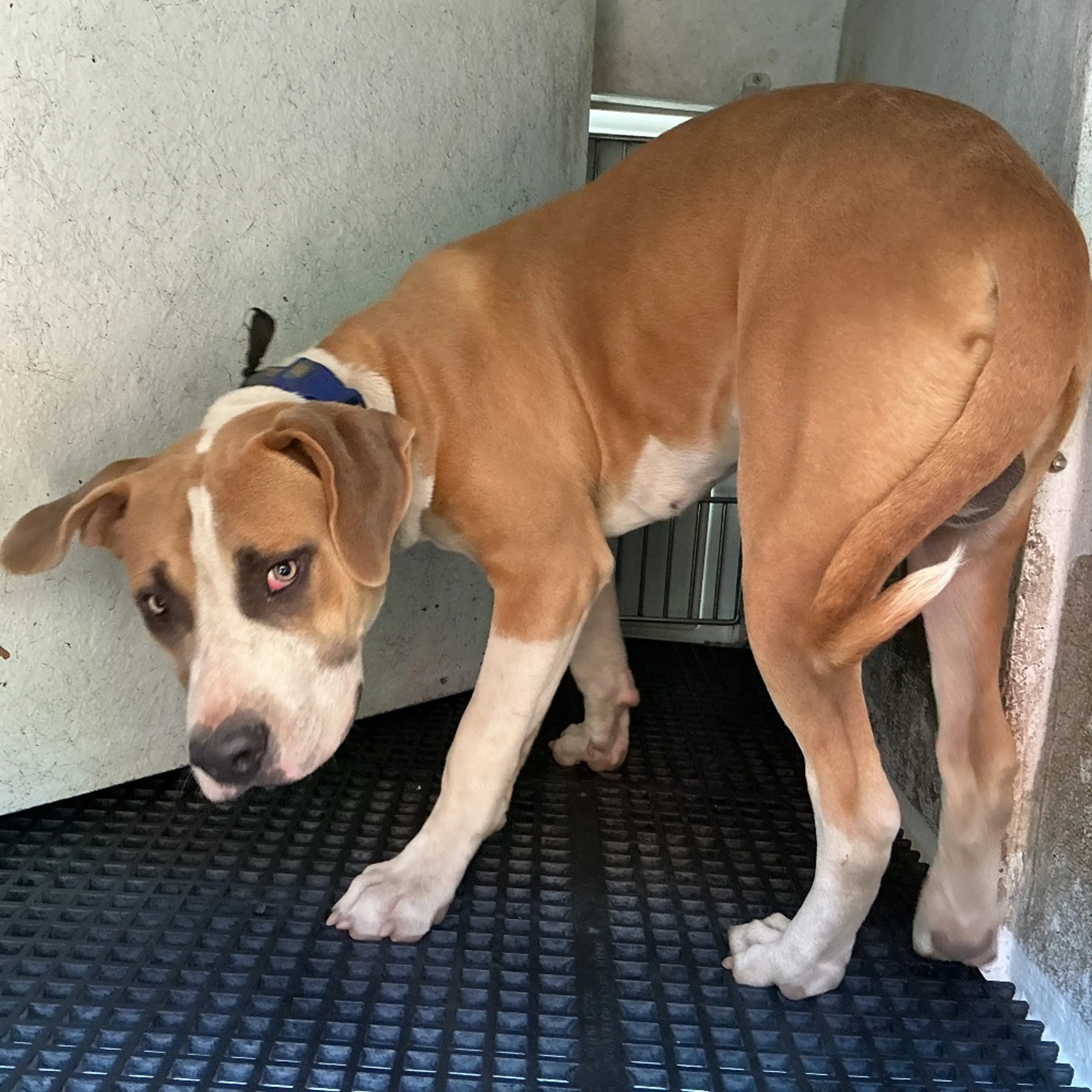 cdn image