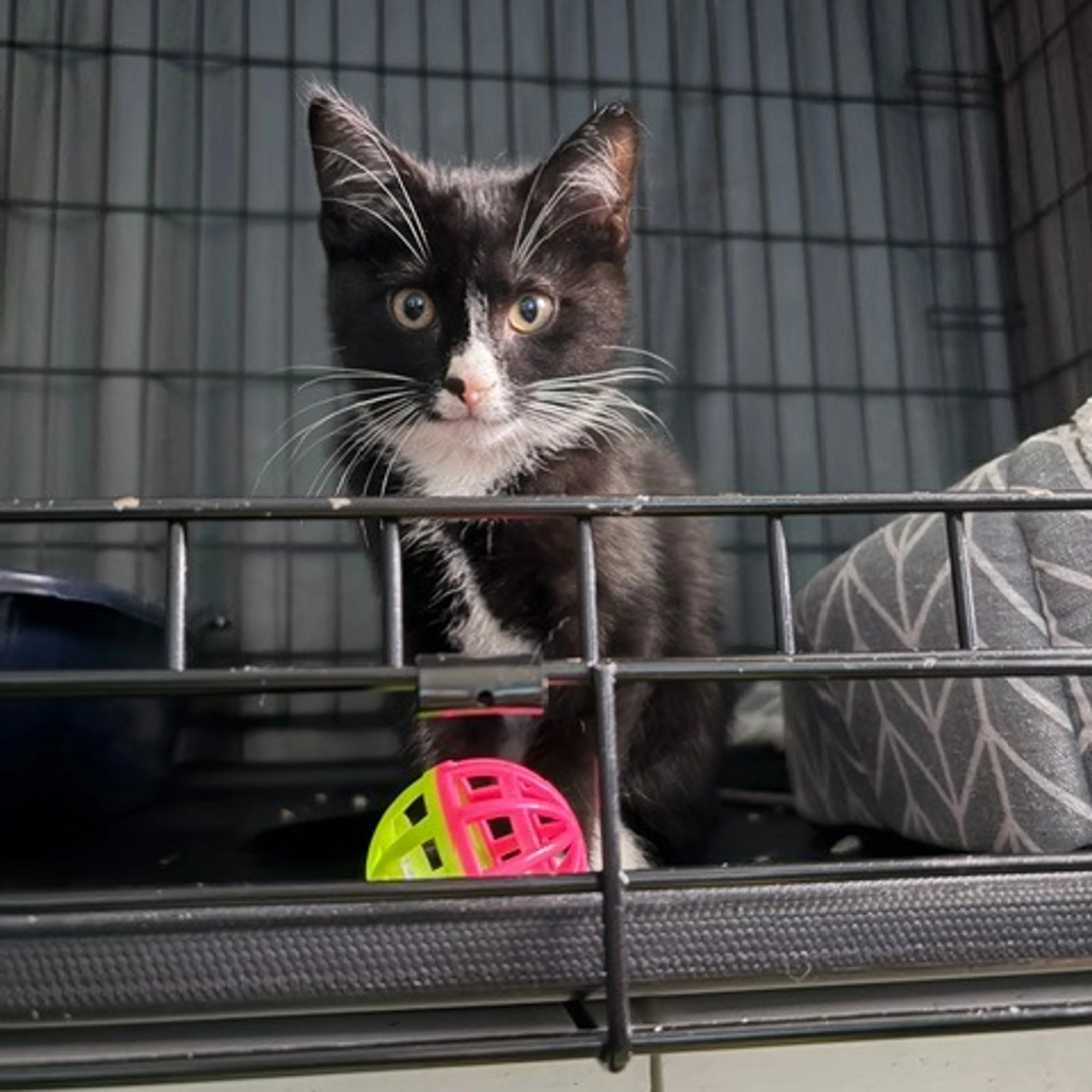 cdn image