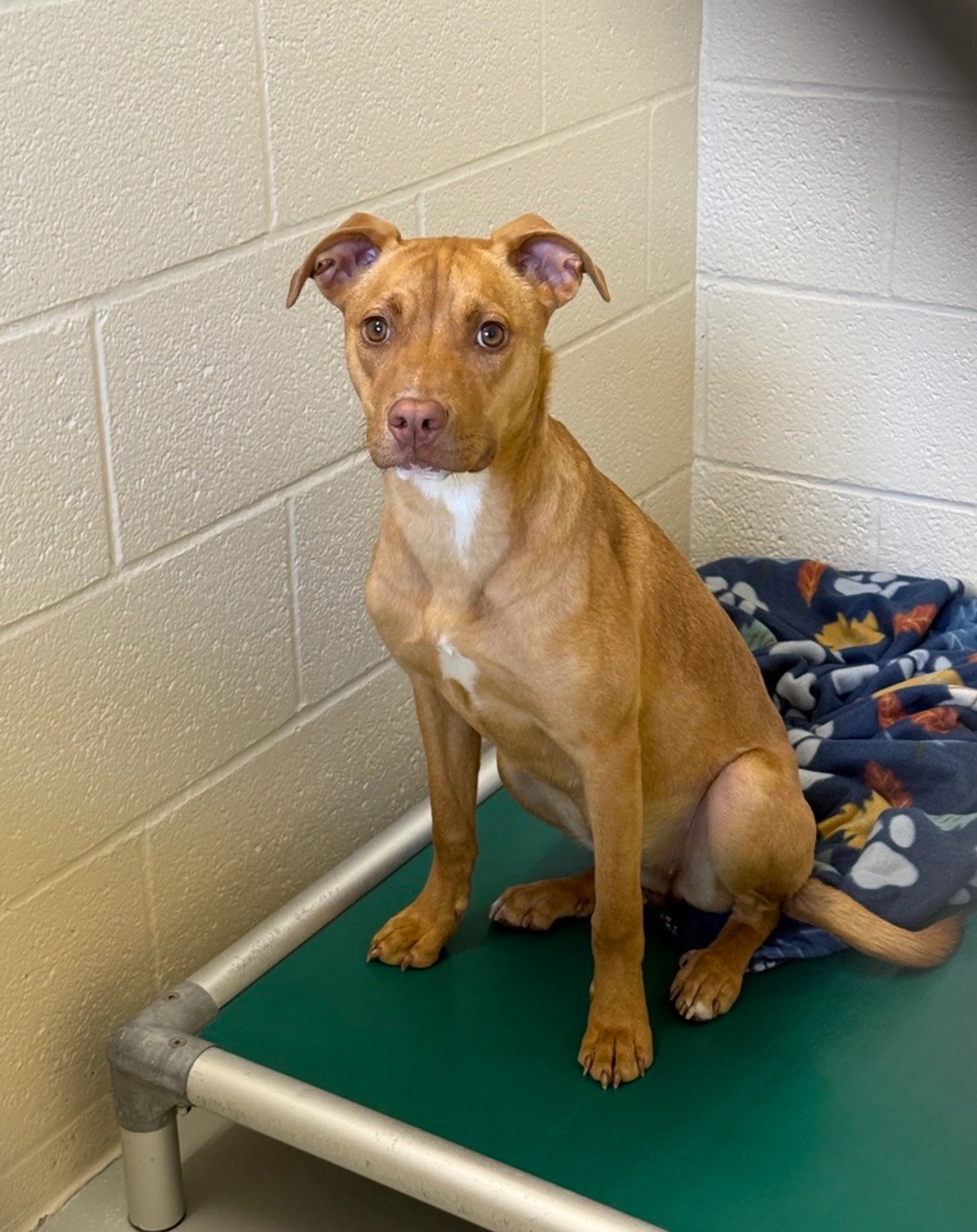 cdn image