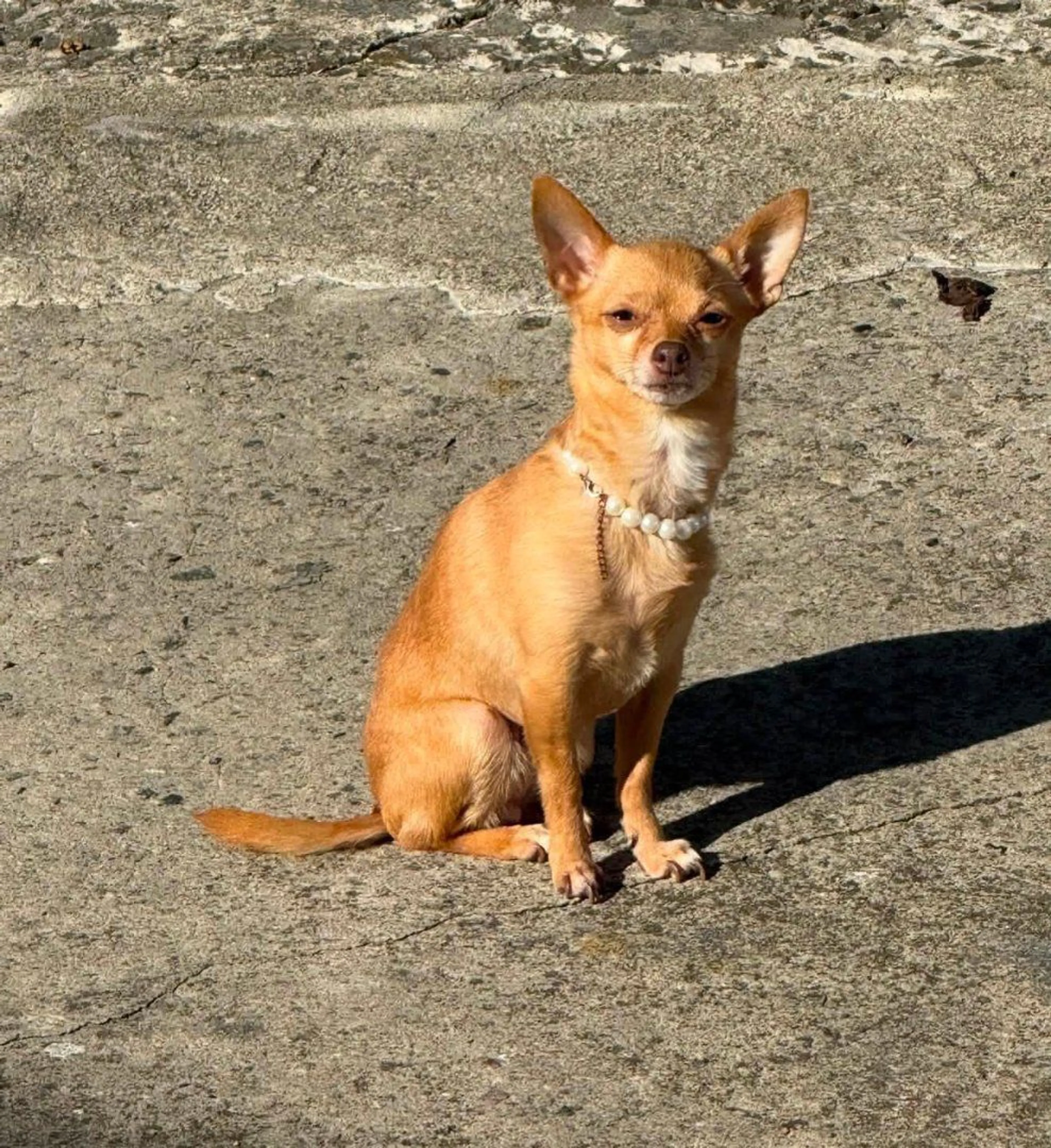 cdn image