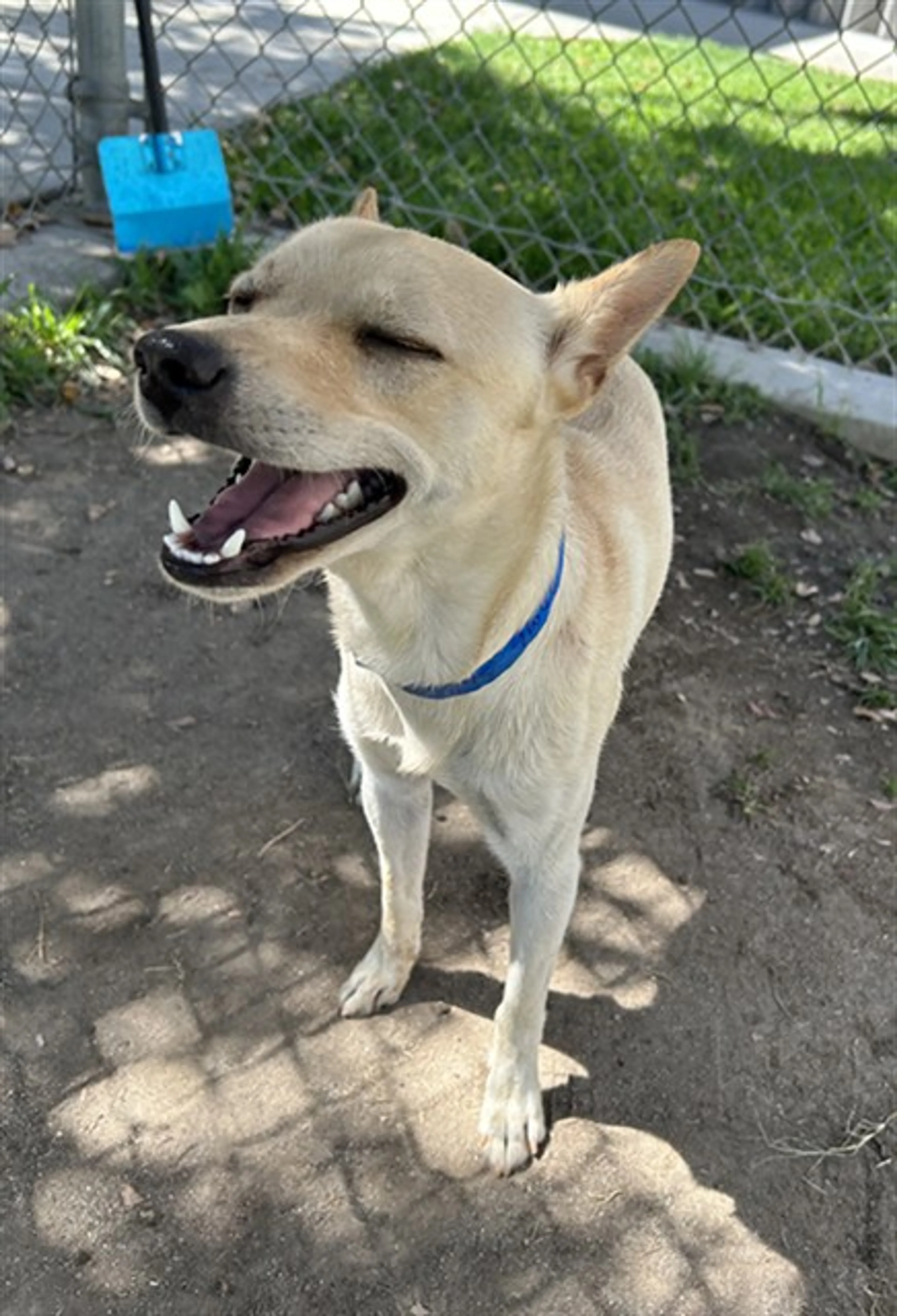 cdn image