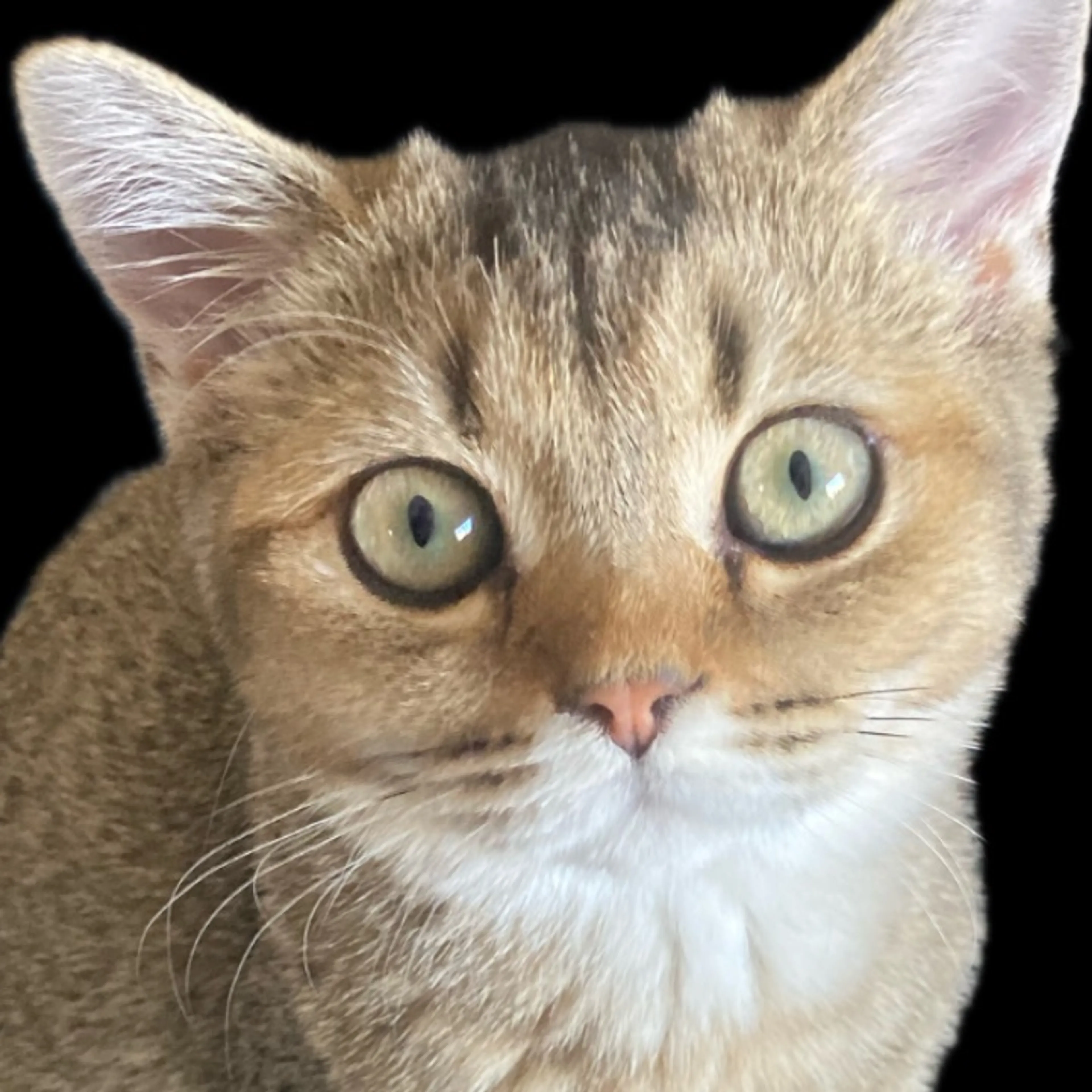cdn image