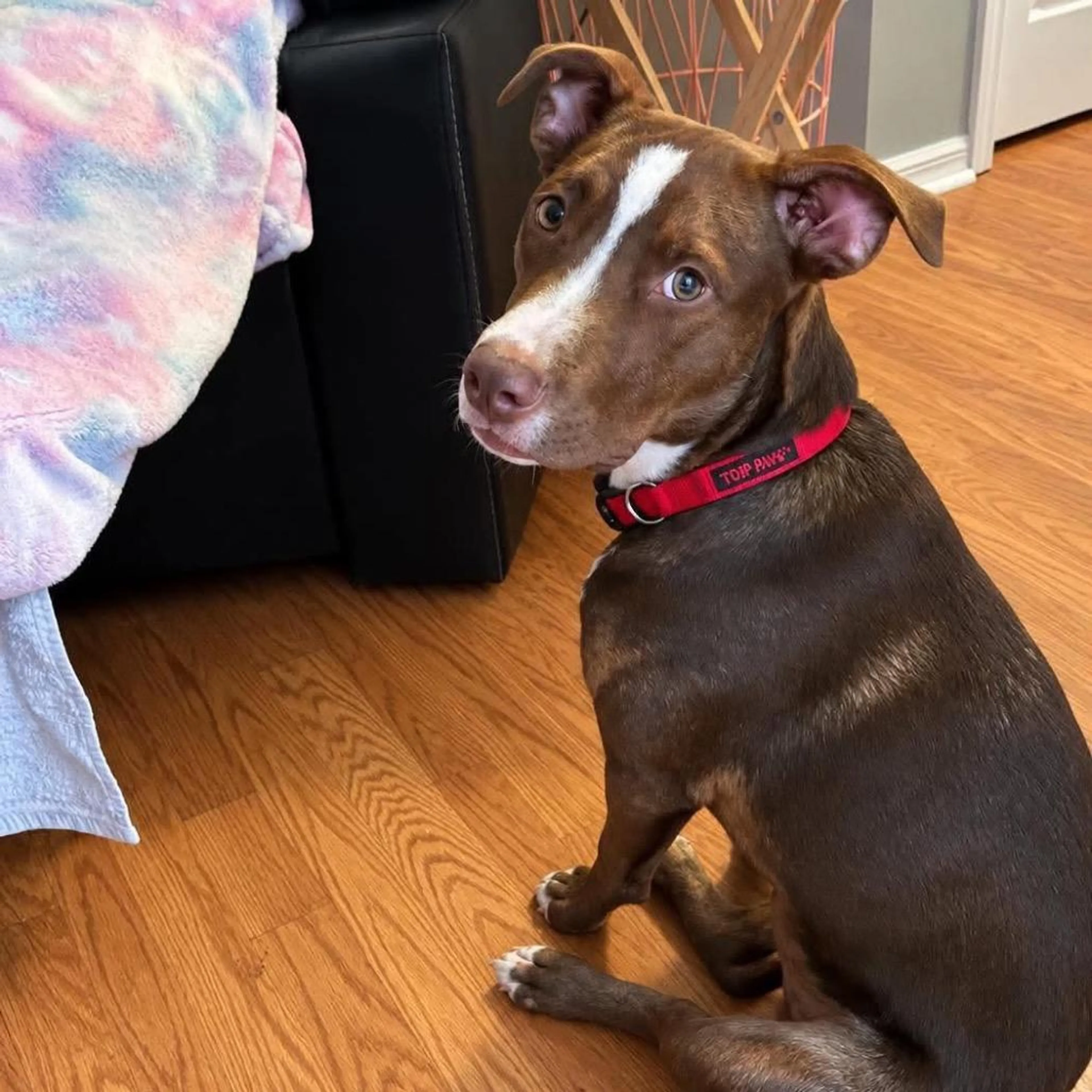 cdn image