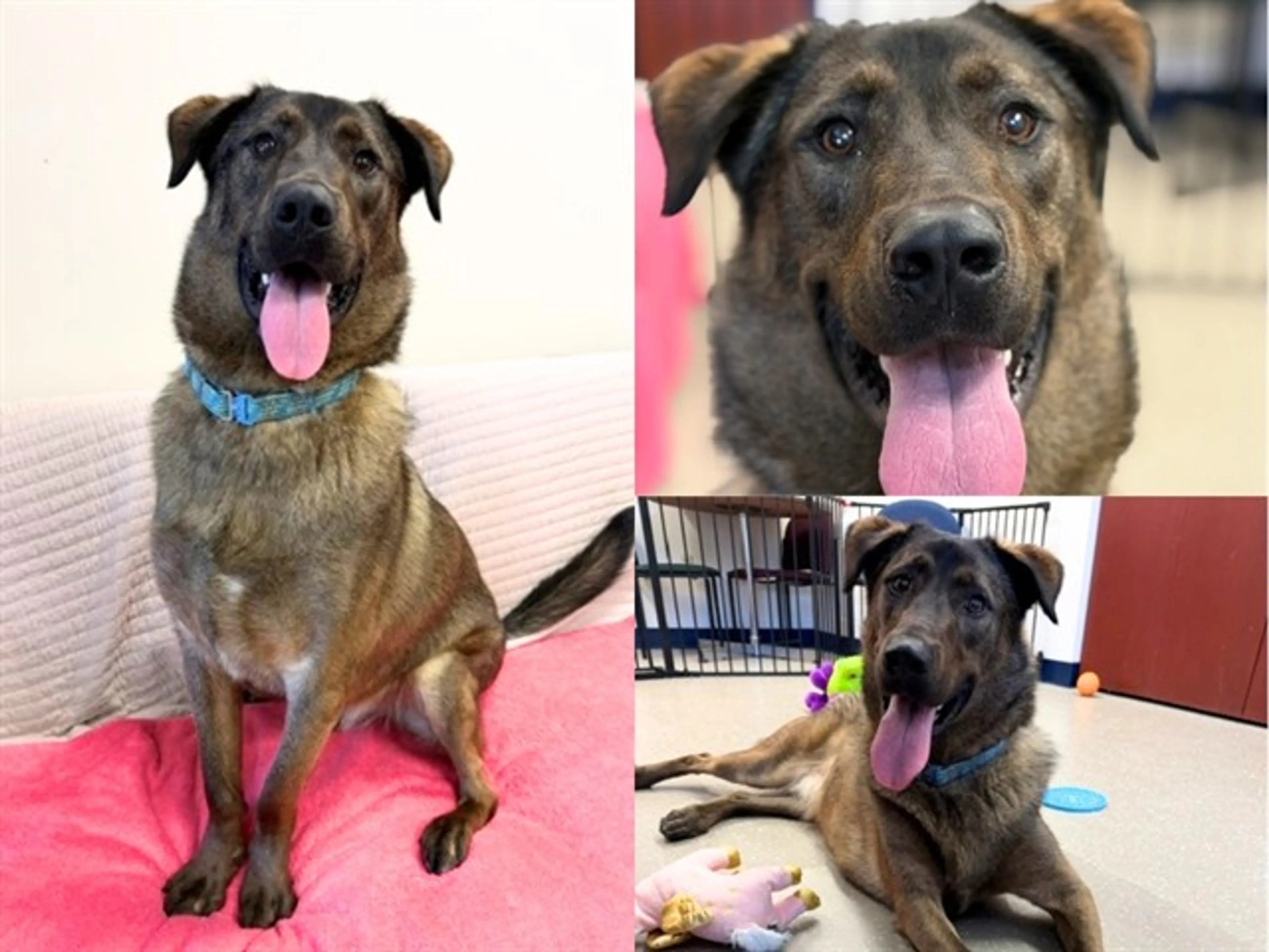 cdn image