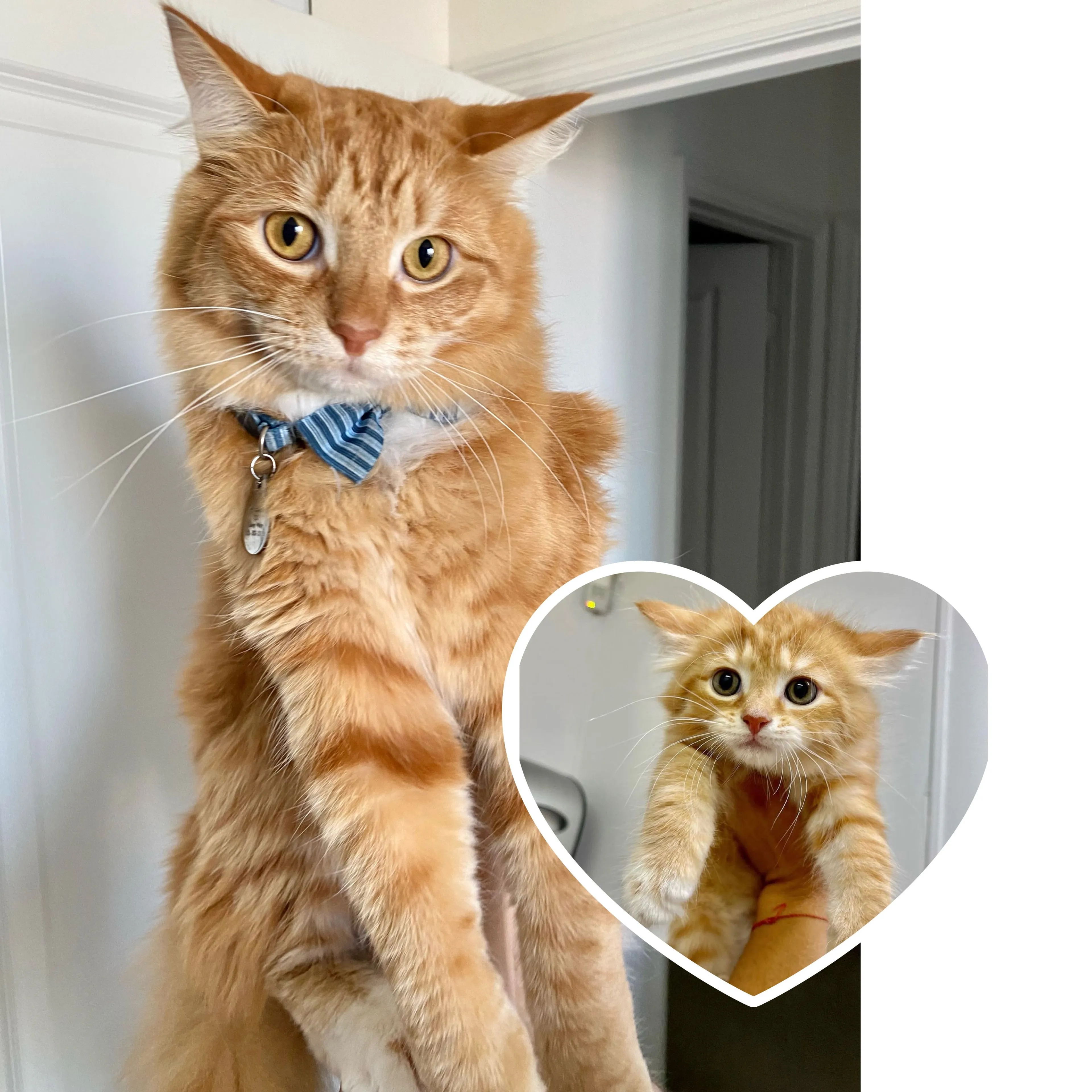 cdn image