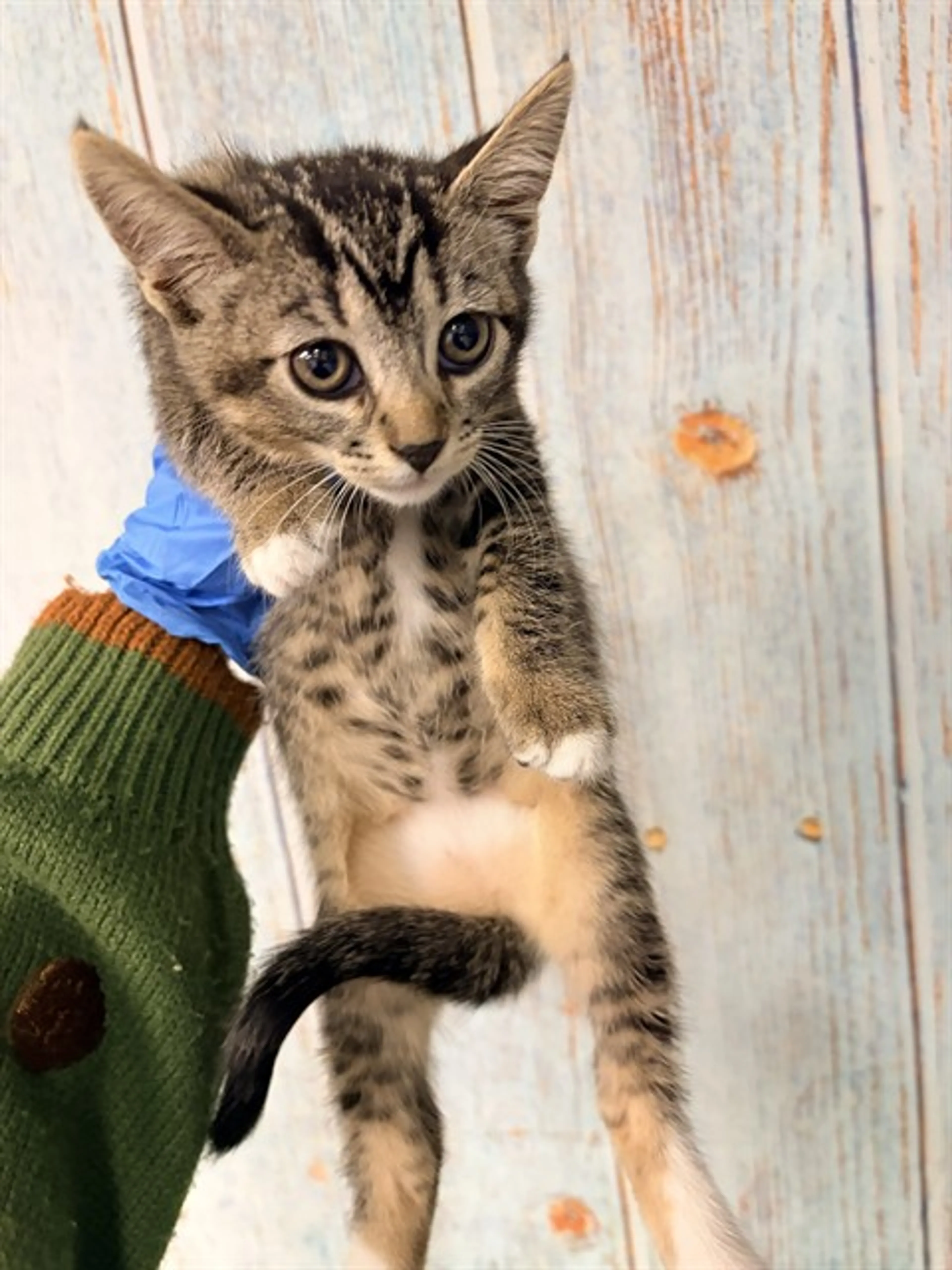 cdn image