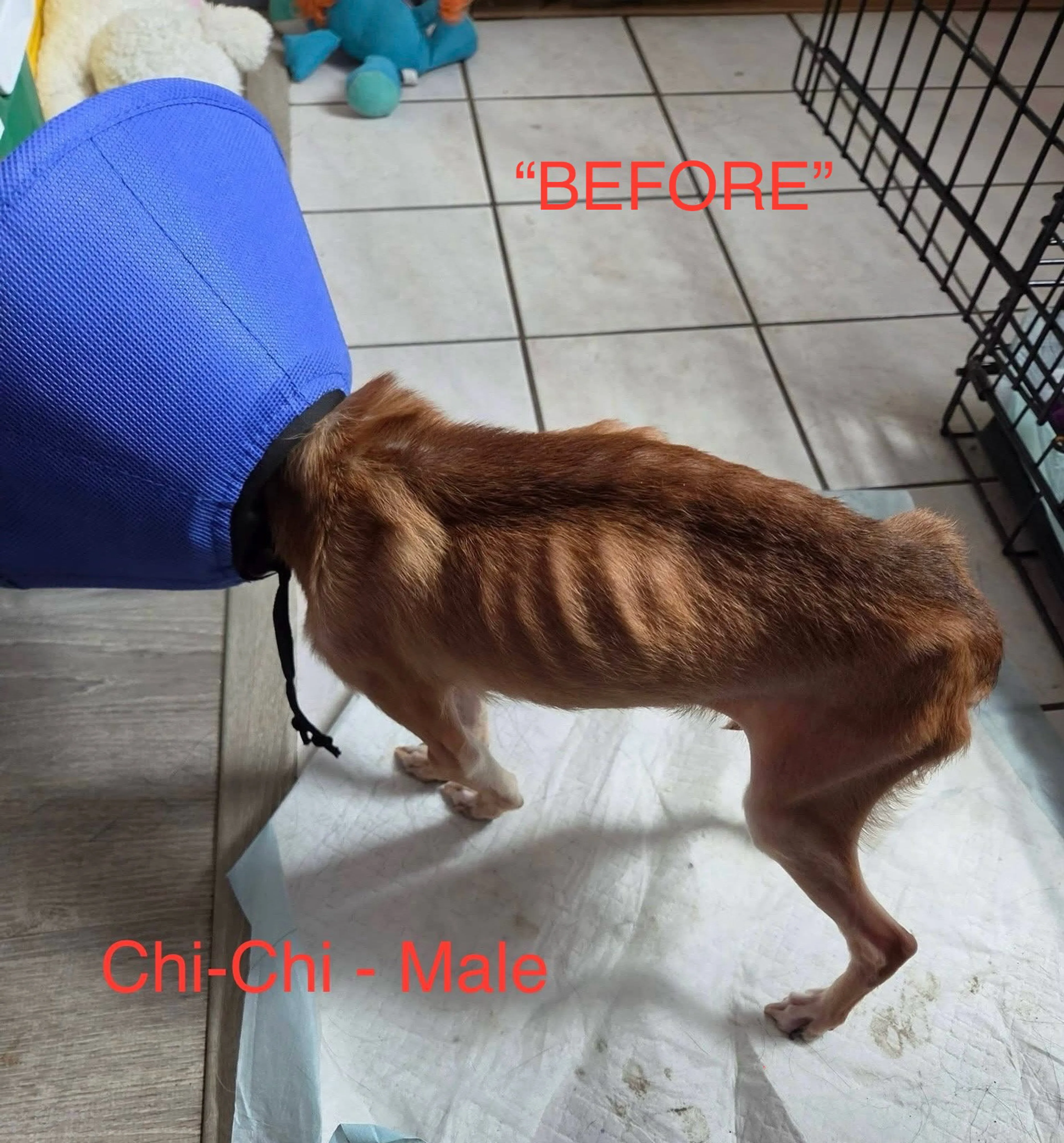 cdn image
