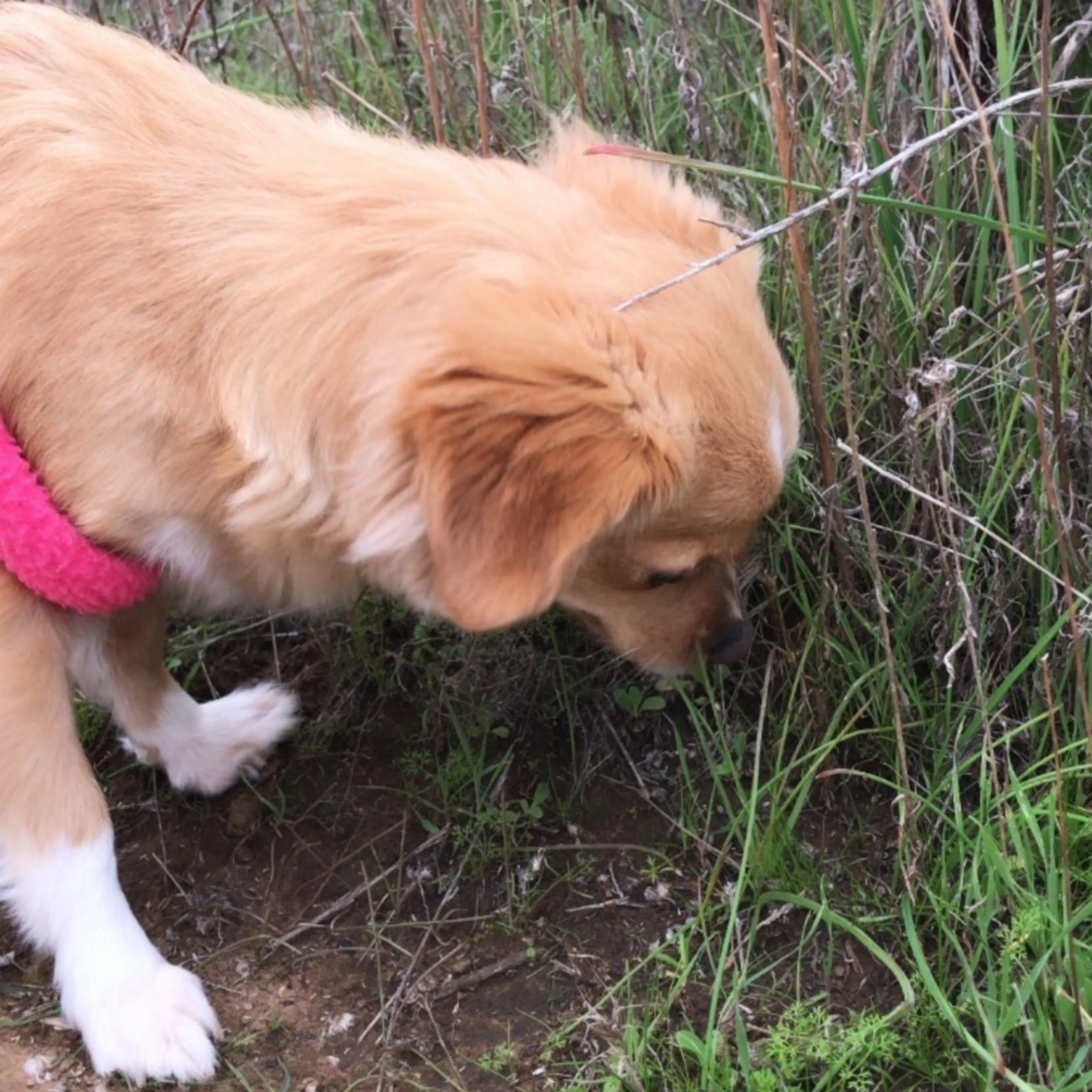cdn image