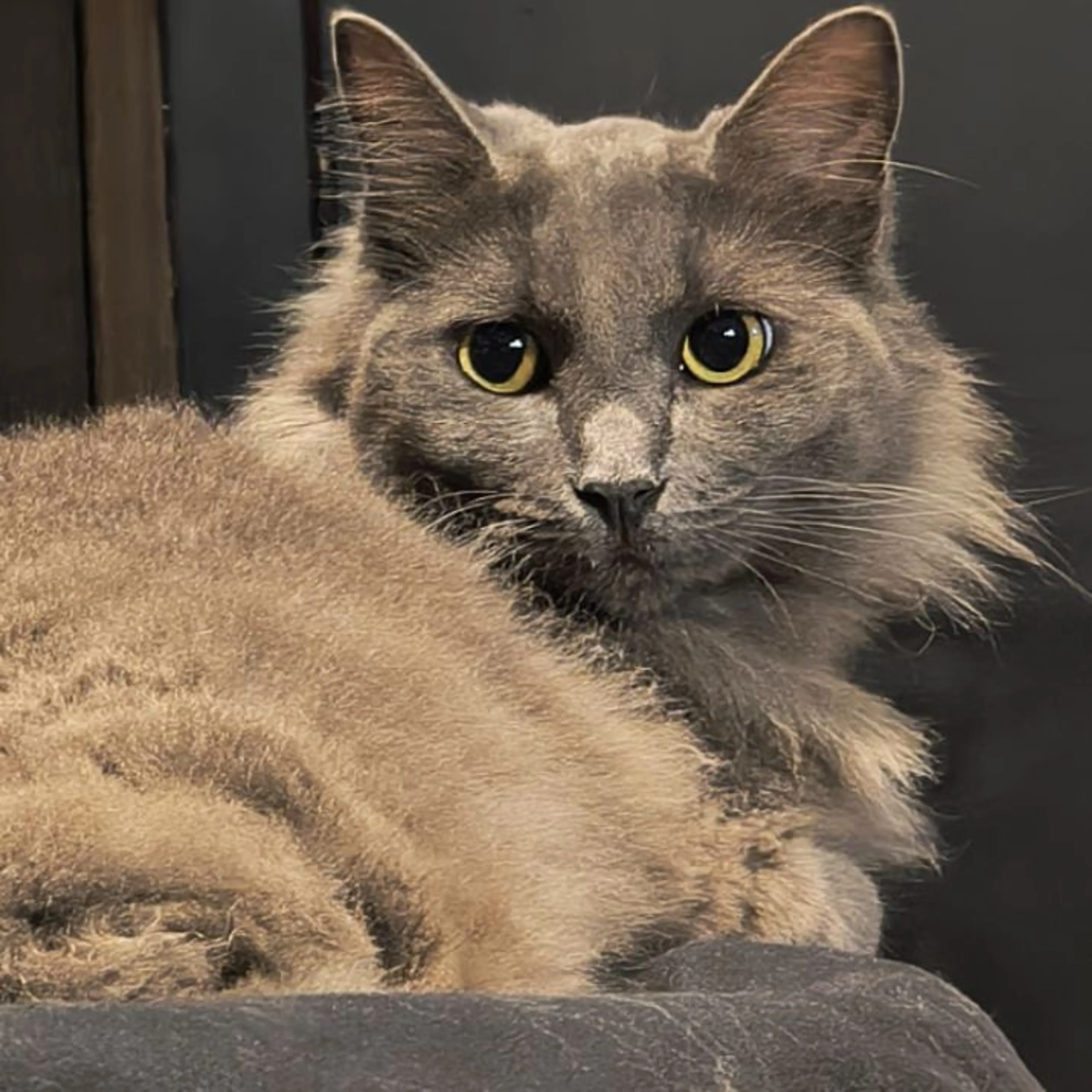 cdn image