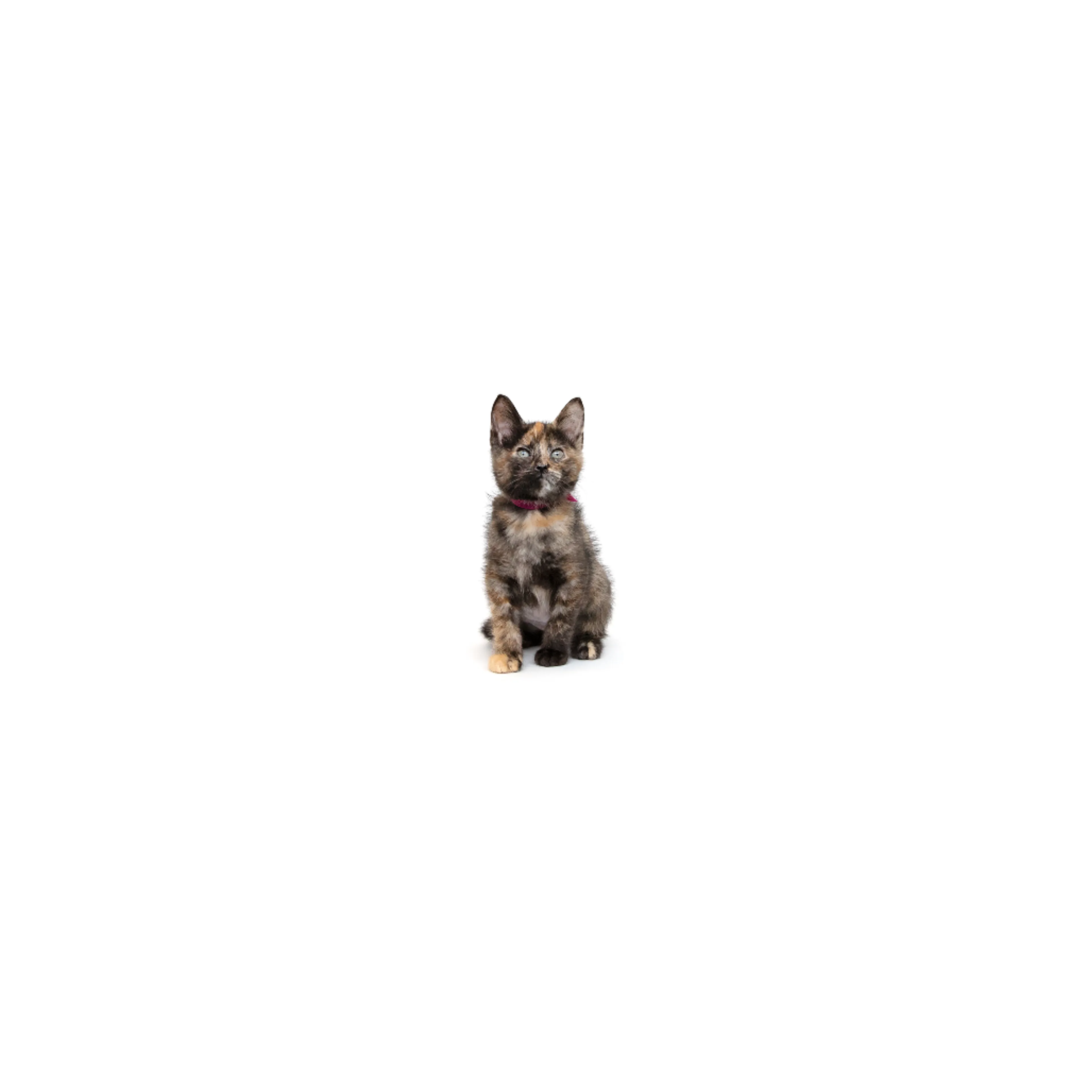 cdn image