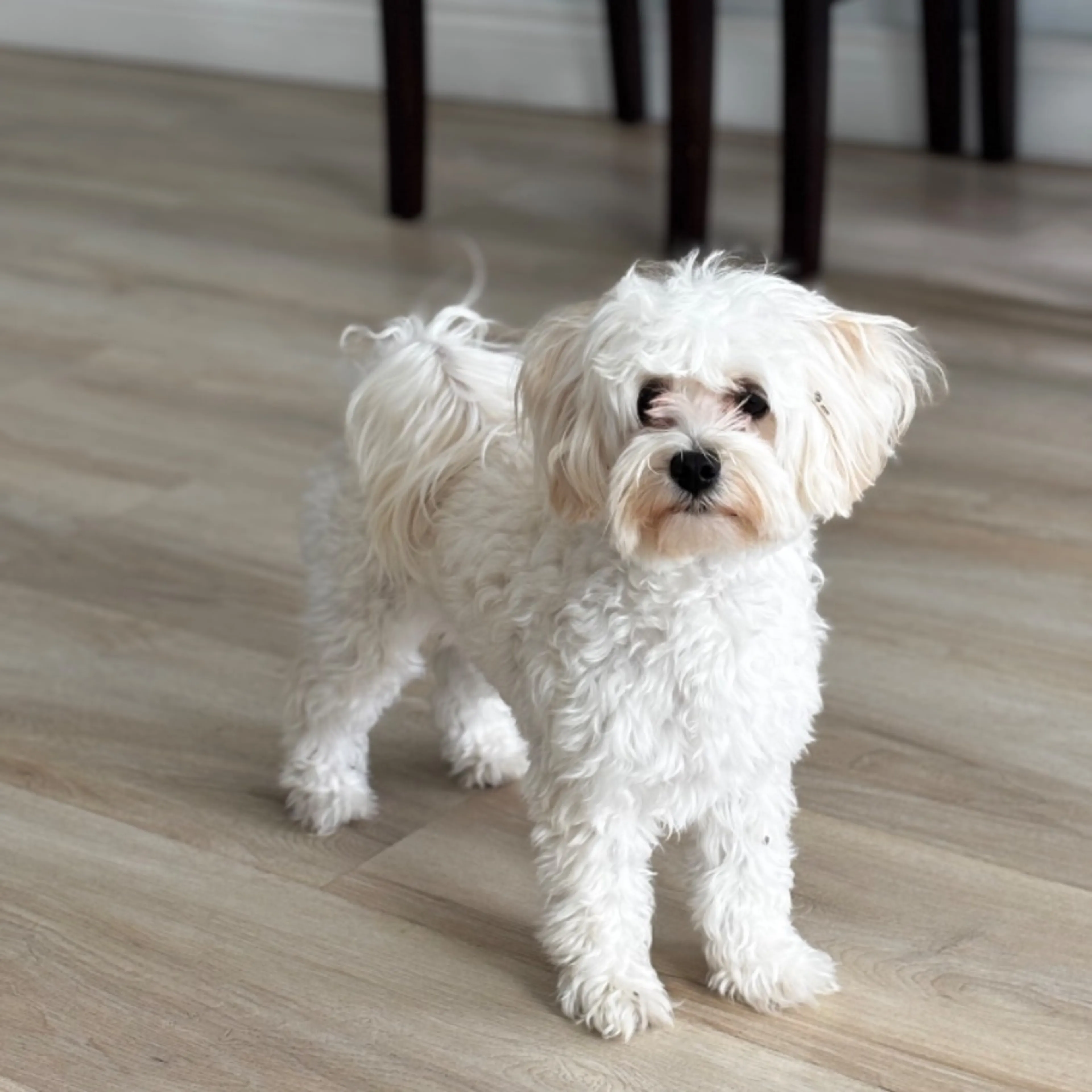 cdn image