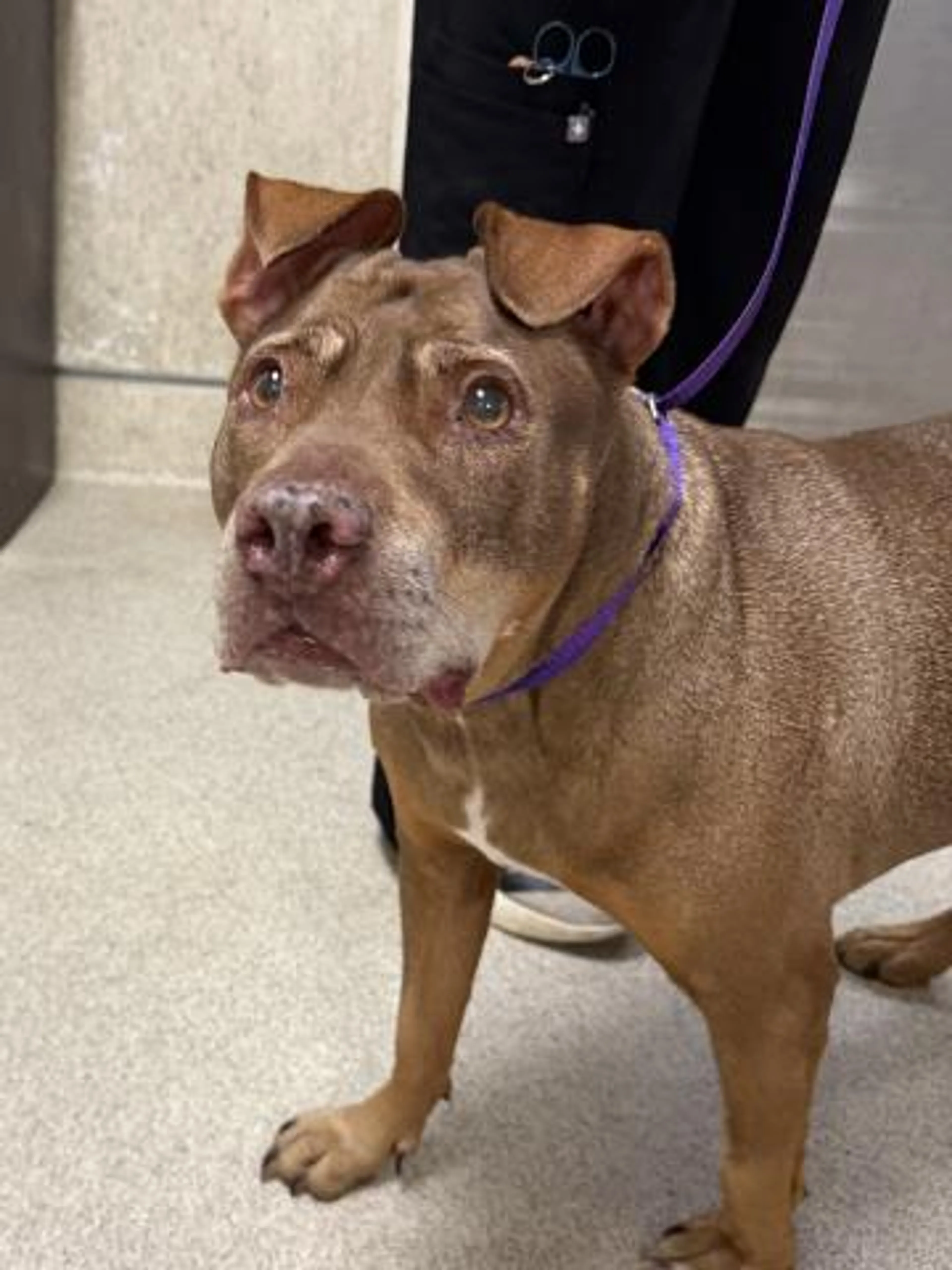cdn image