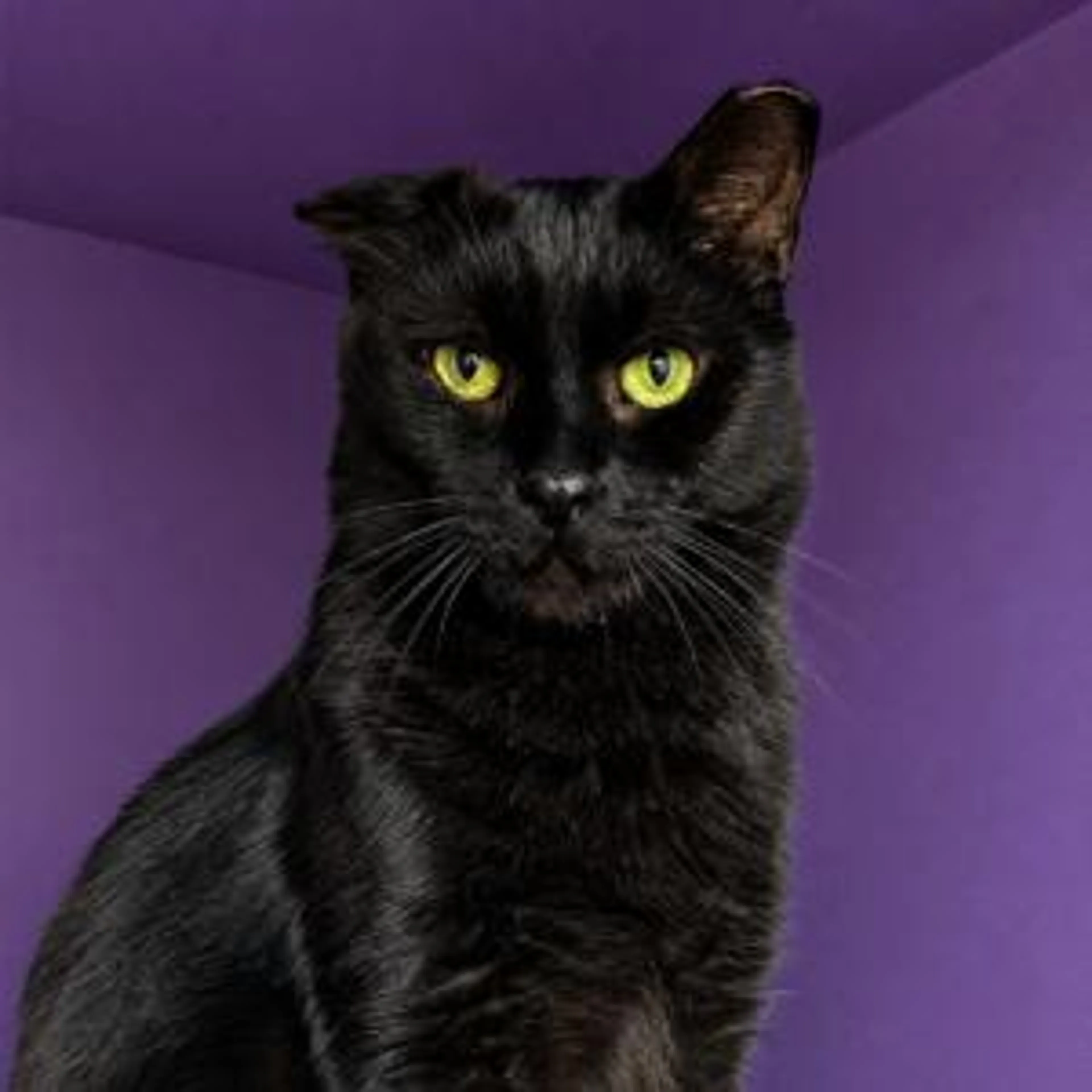 cdn image
