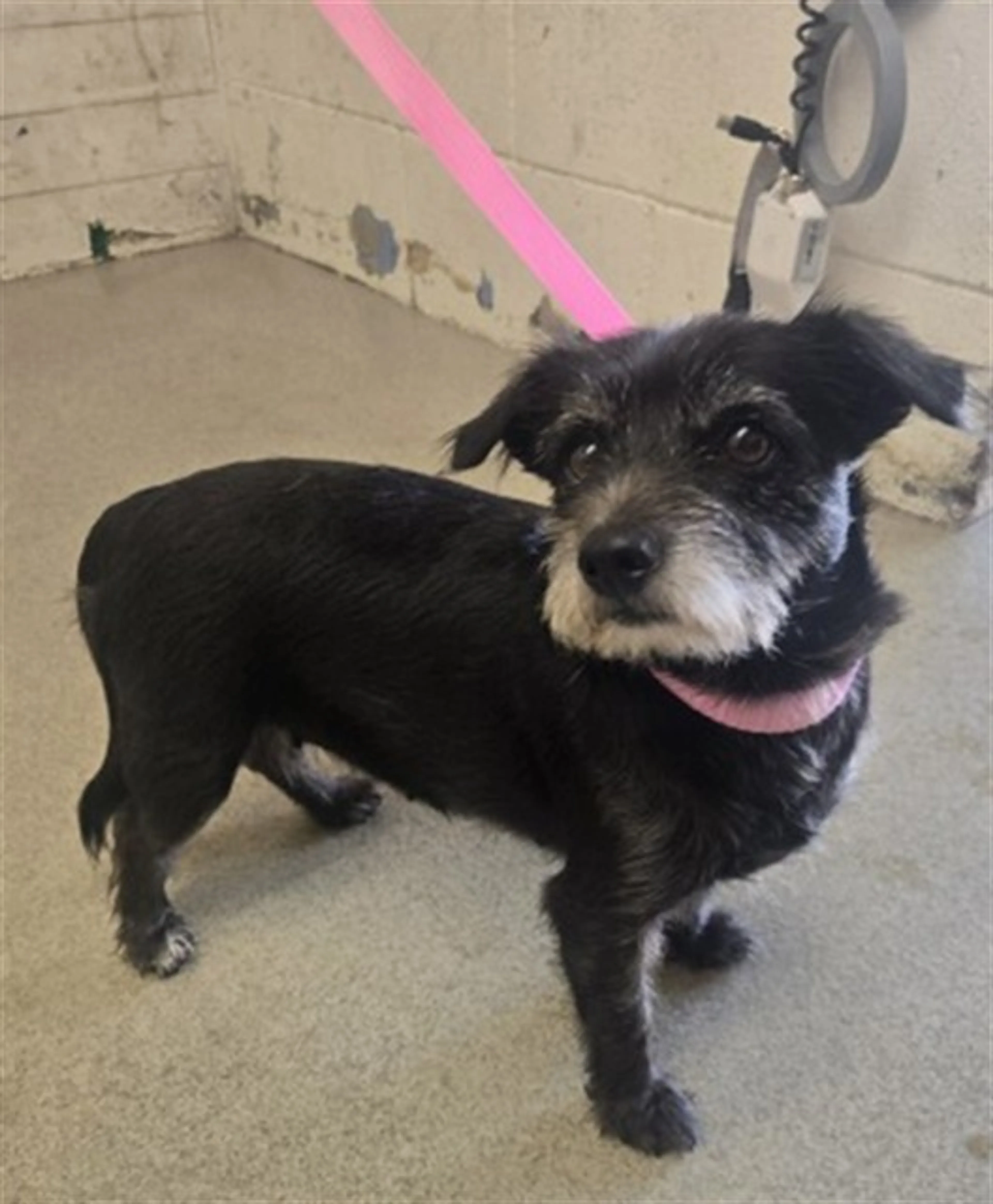 cdn image