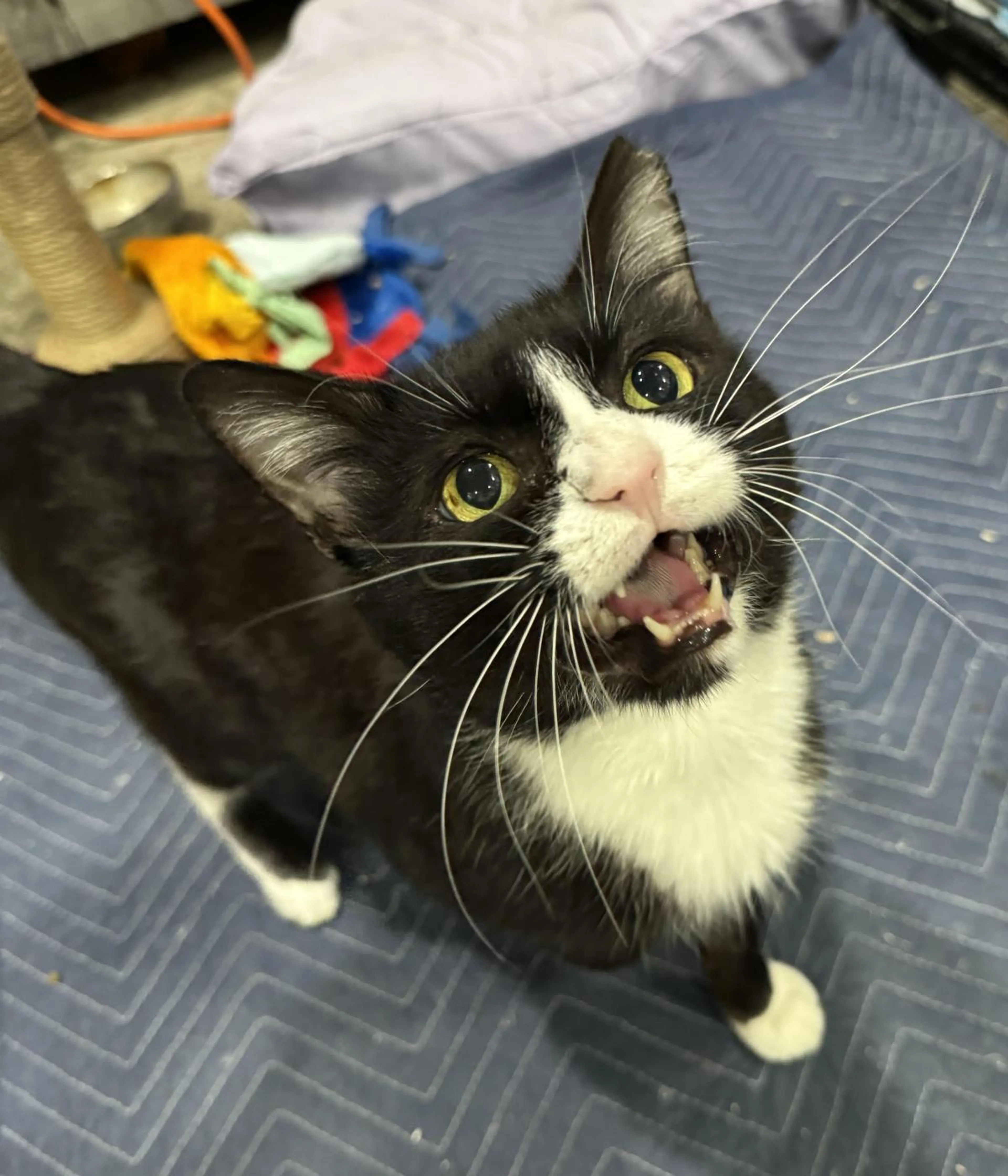 cdn image