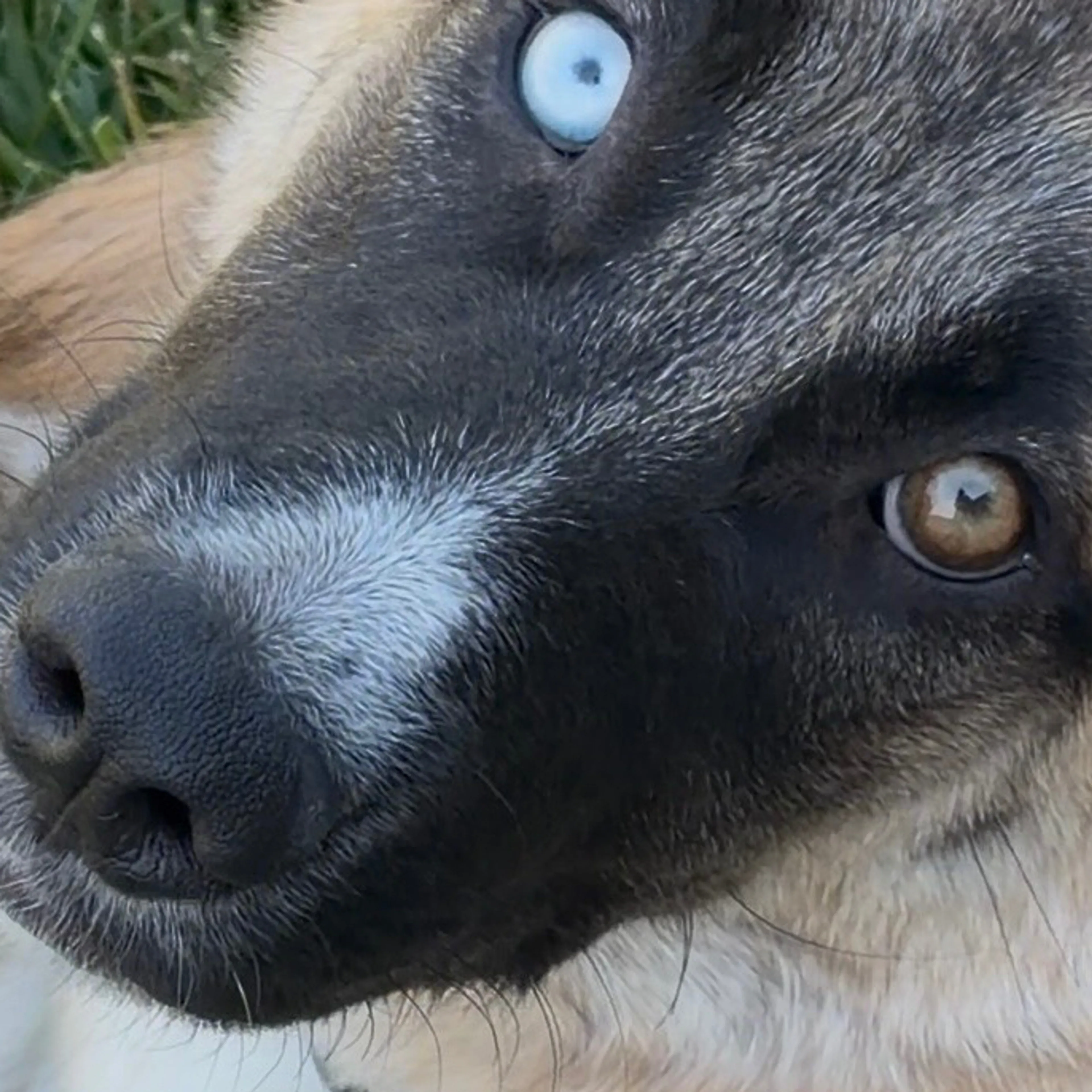 cdn image