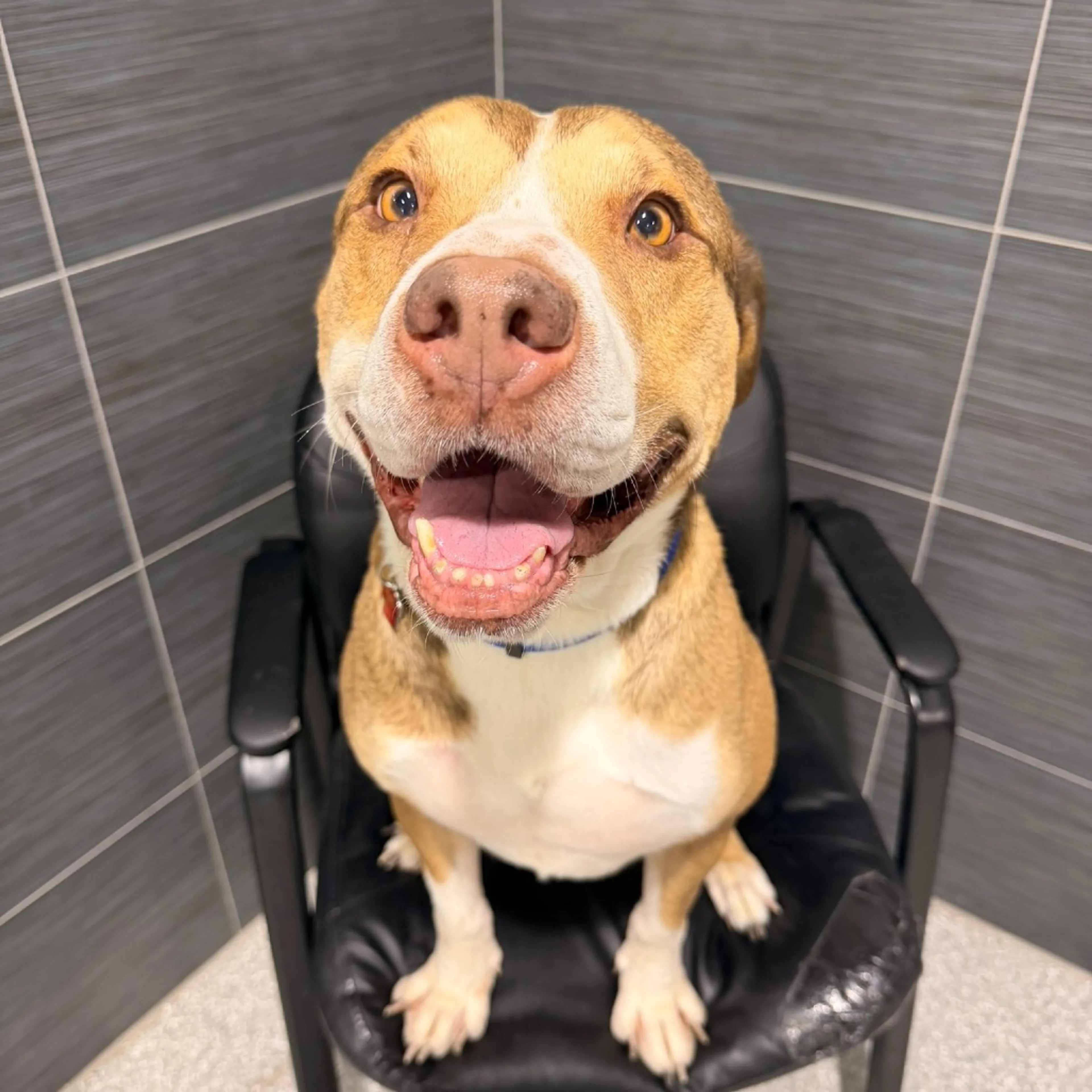 cdn image
