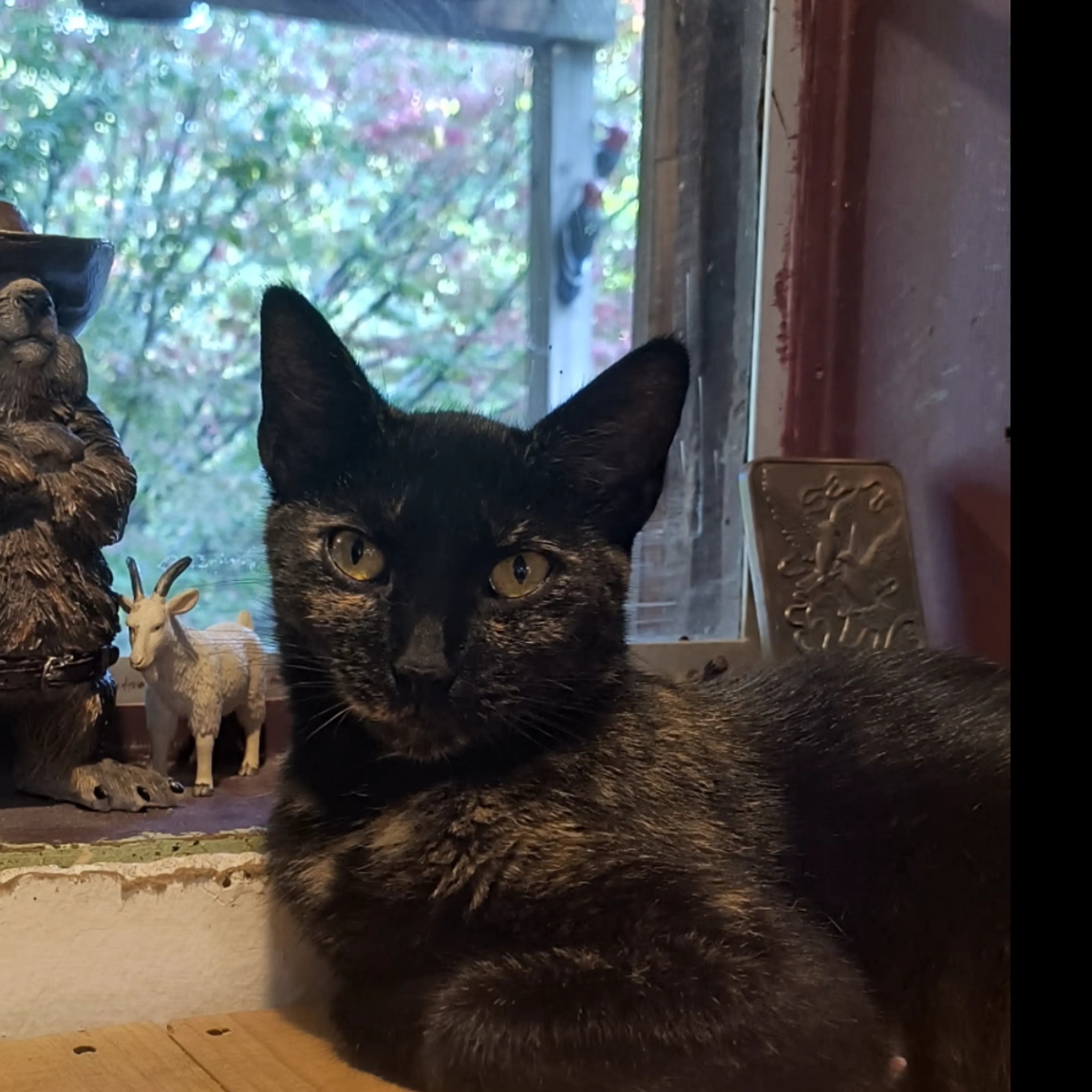cdn image
