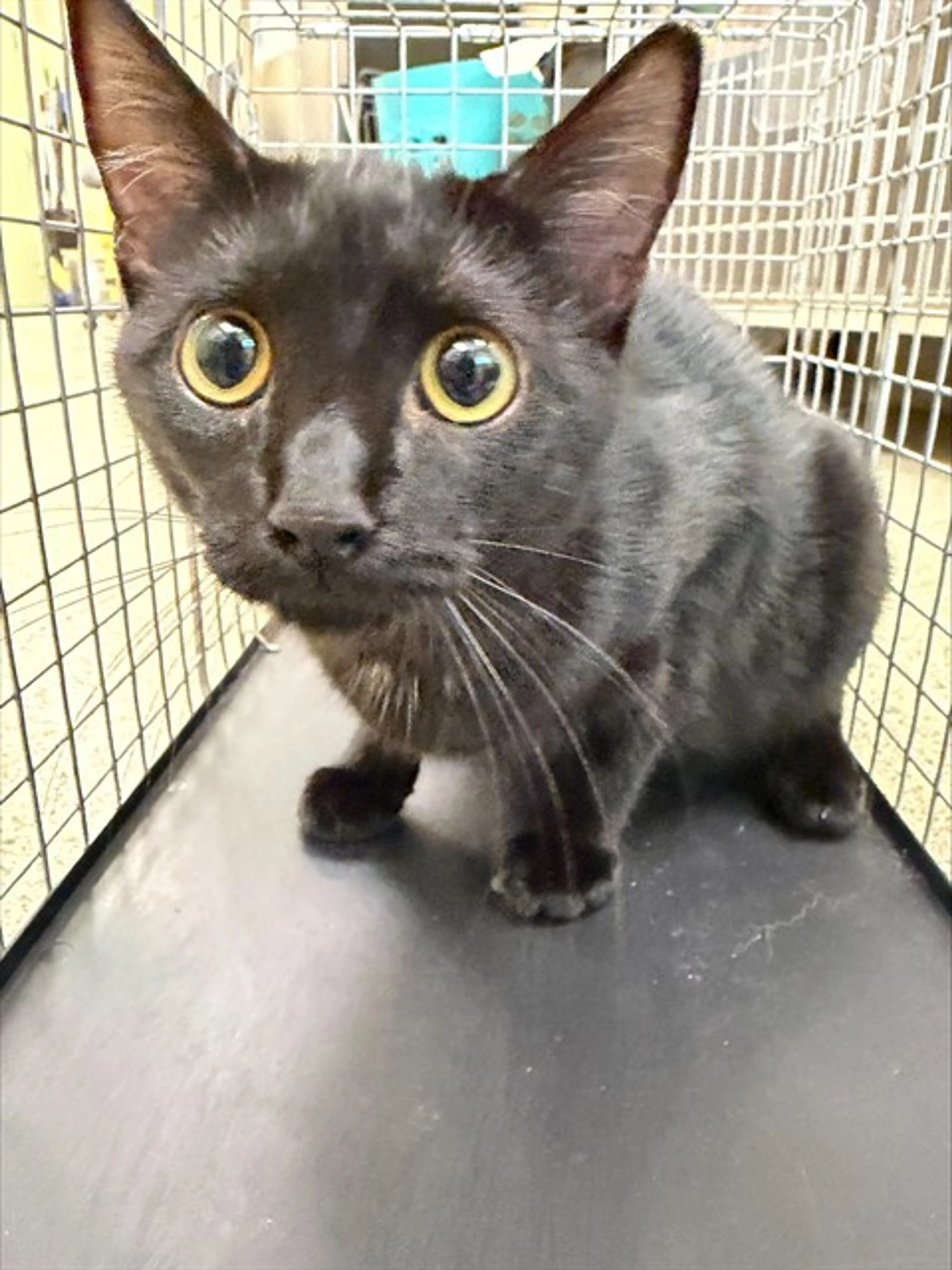 cdn image