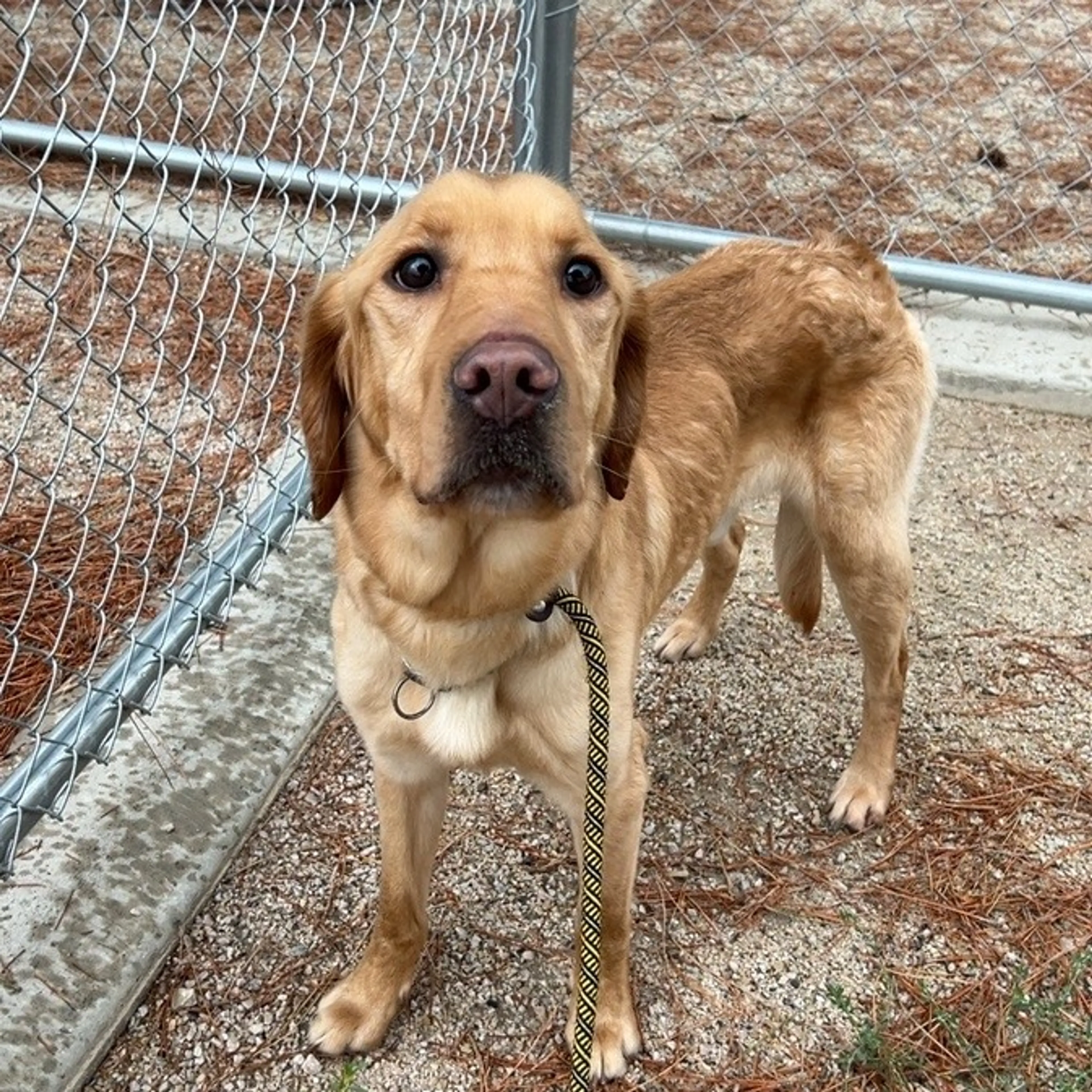 cdn image