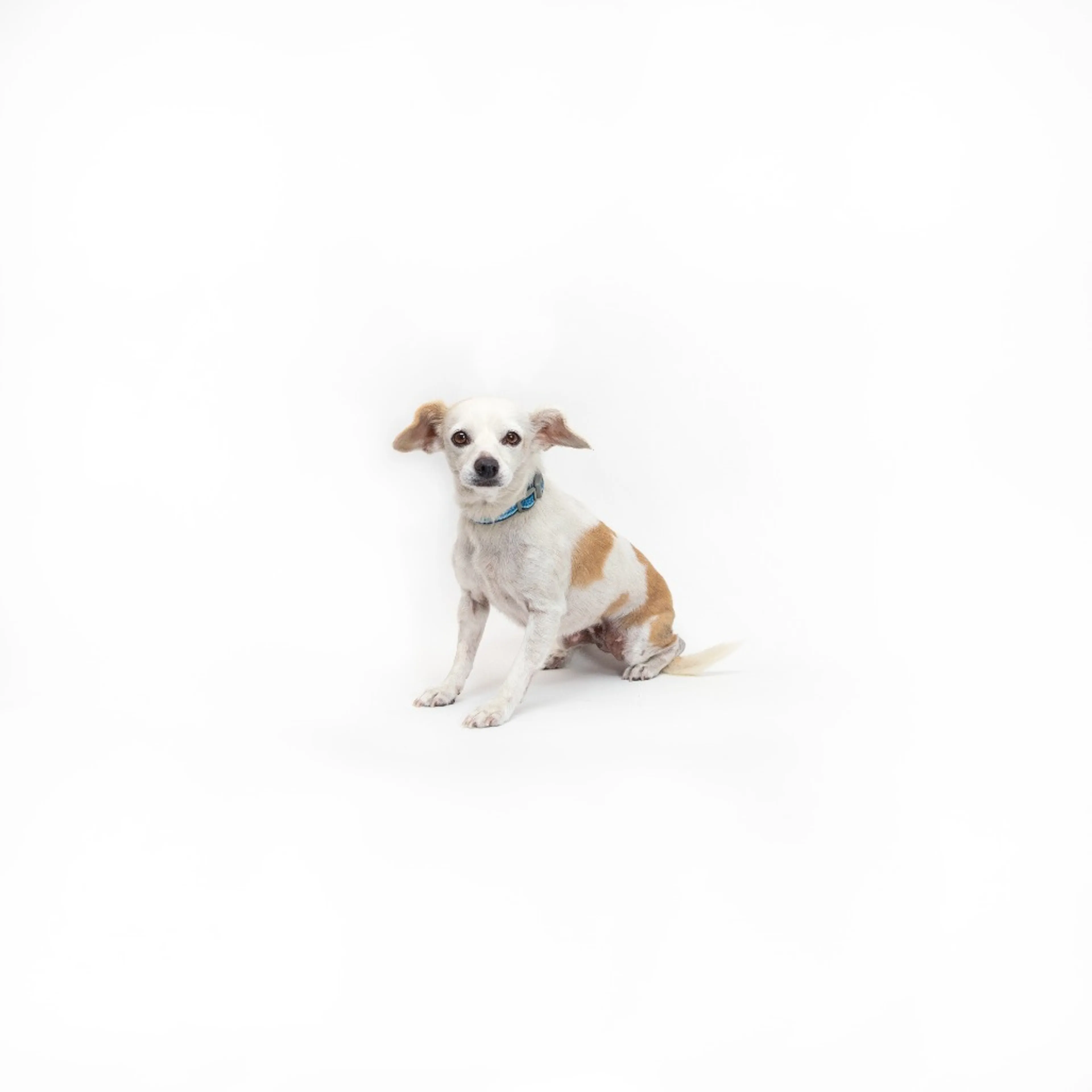 cdn image
