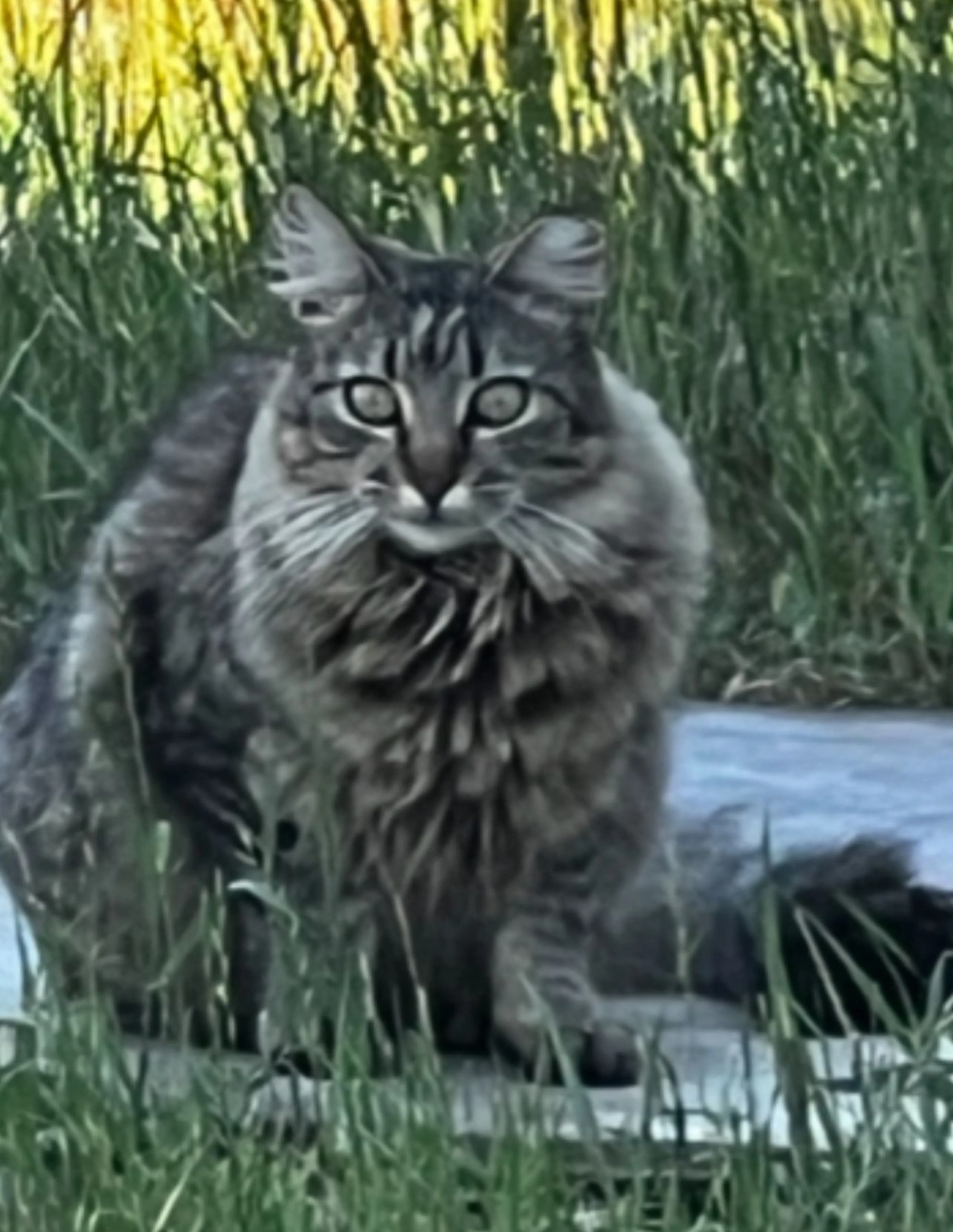 cdn image