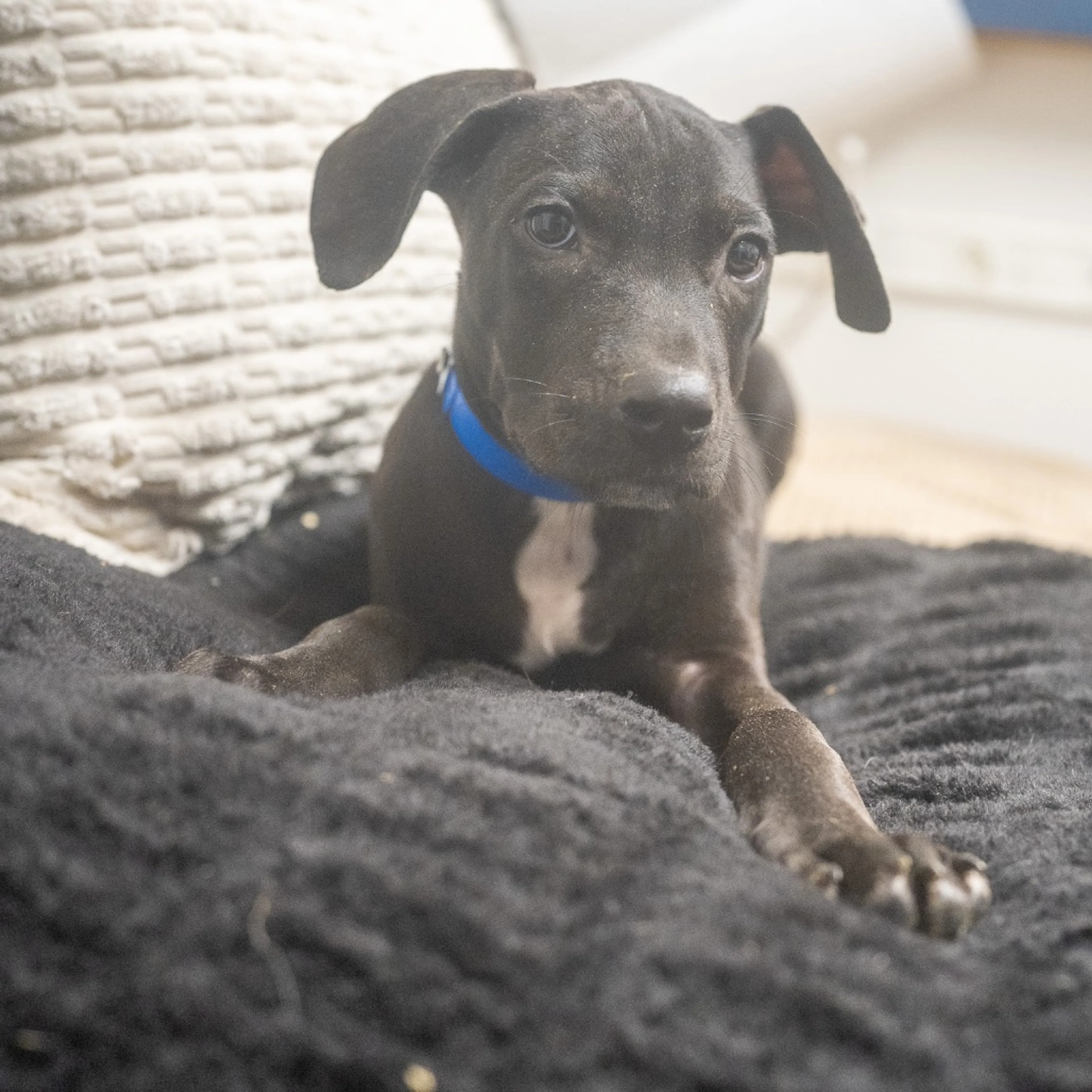 cdn image