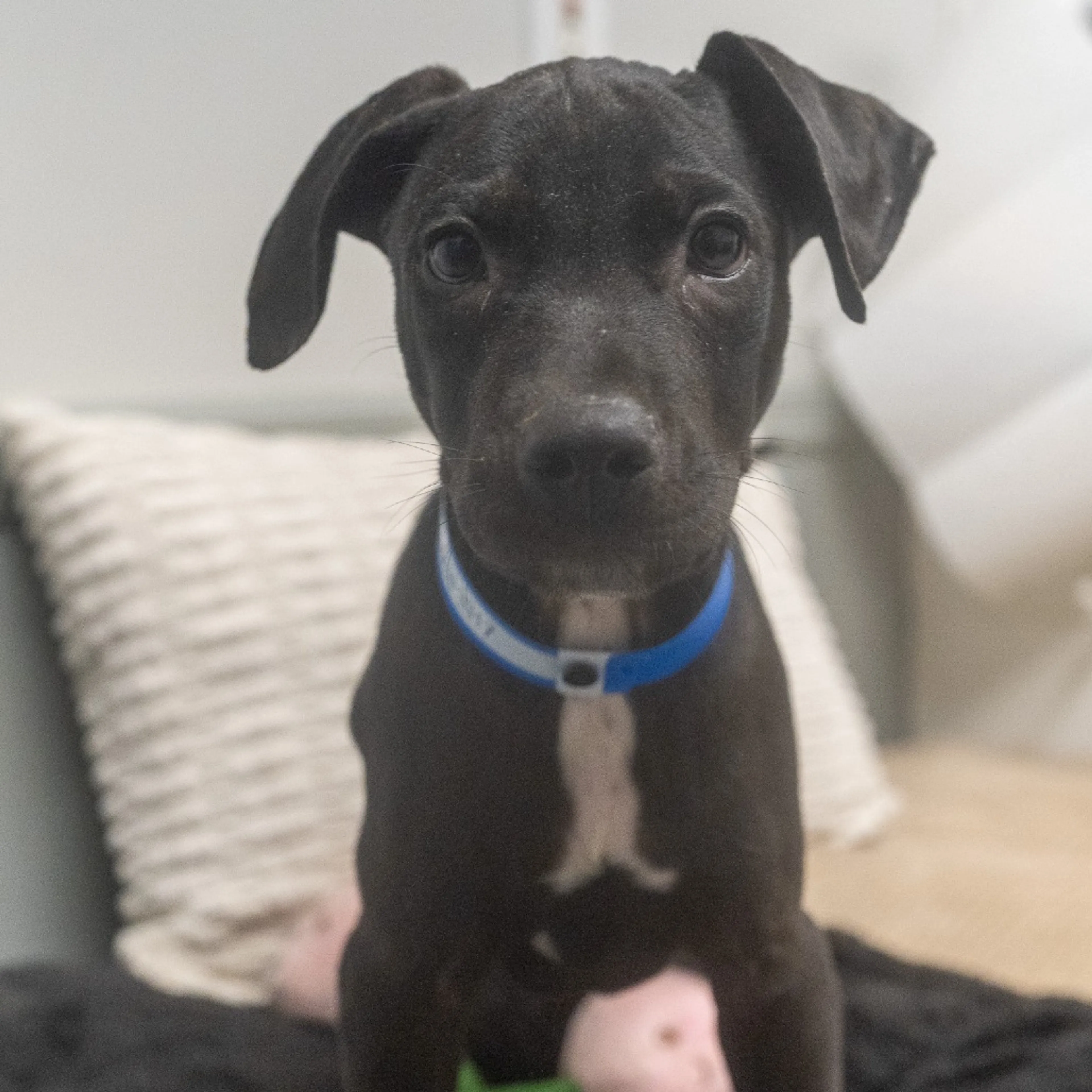 cdn image