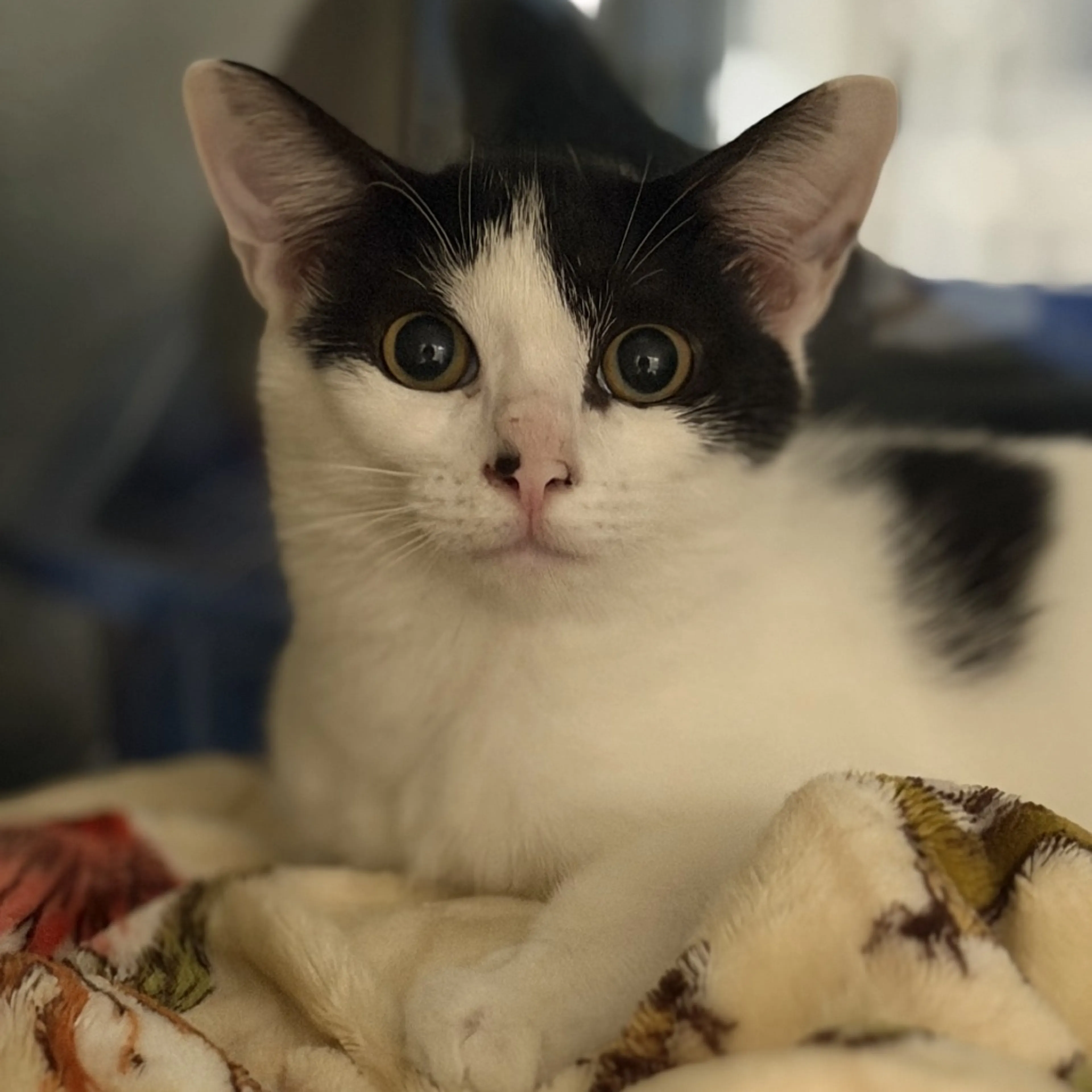 cdn image