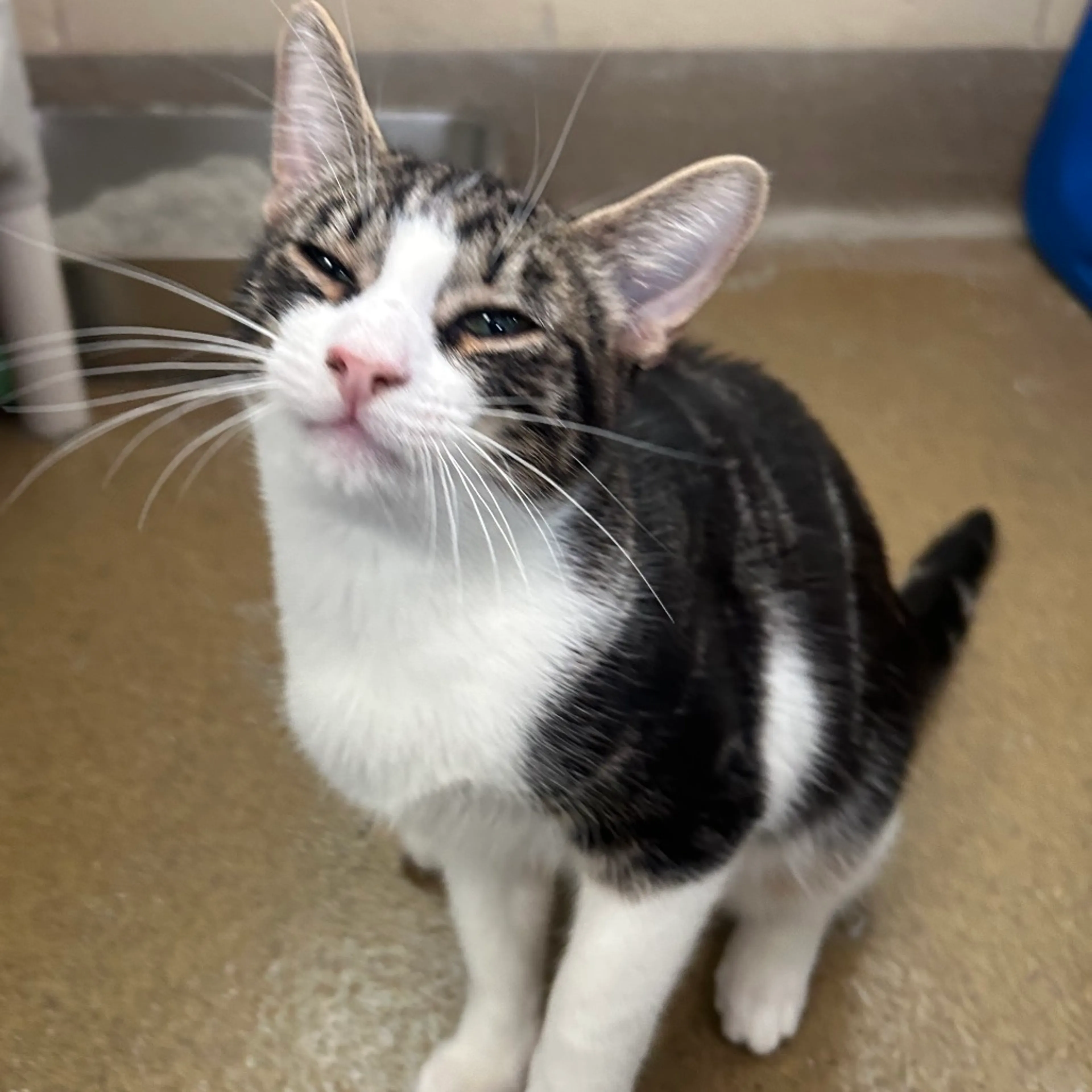cdn image