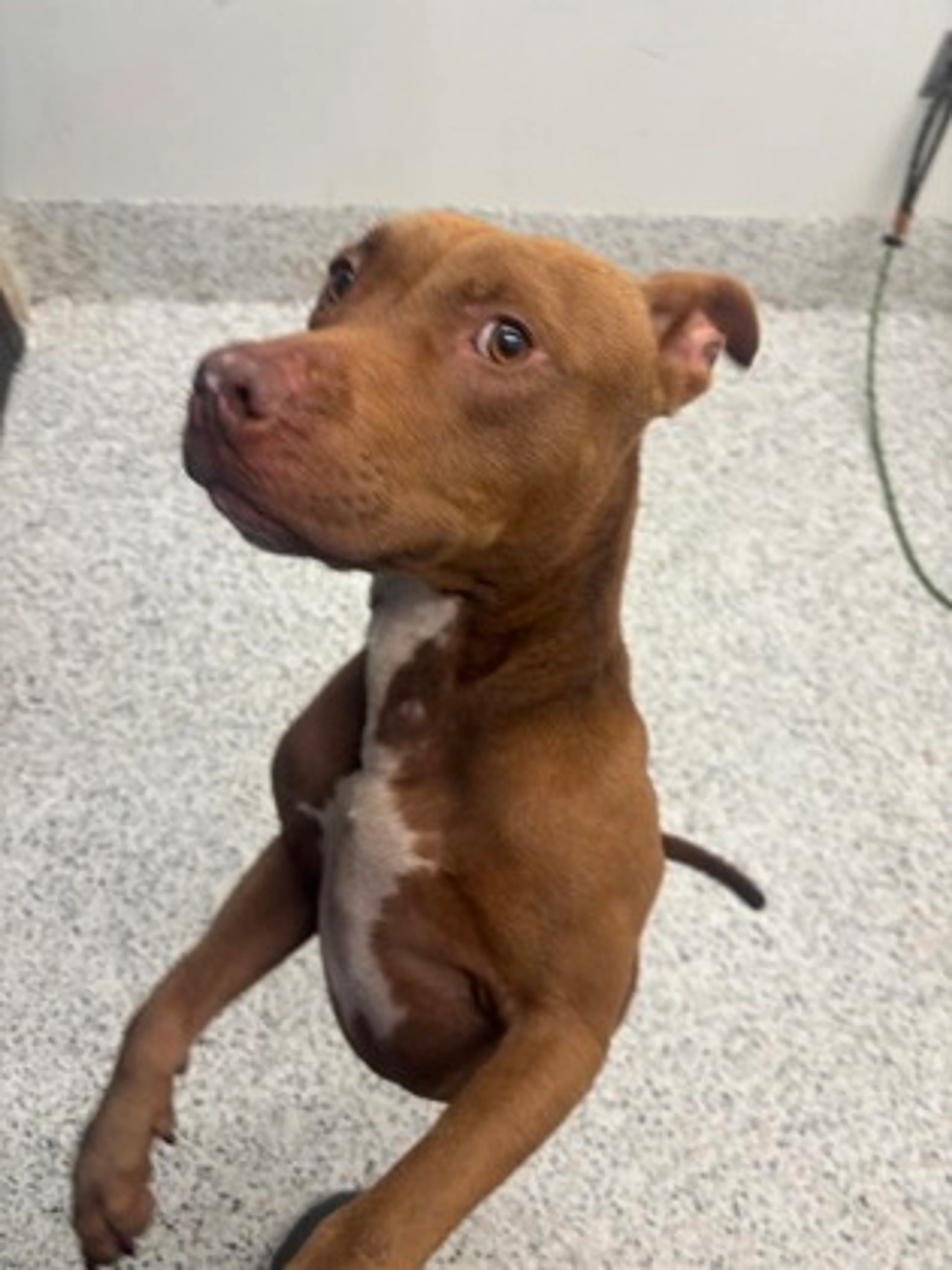 cdn image