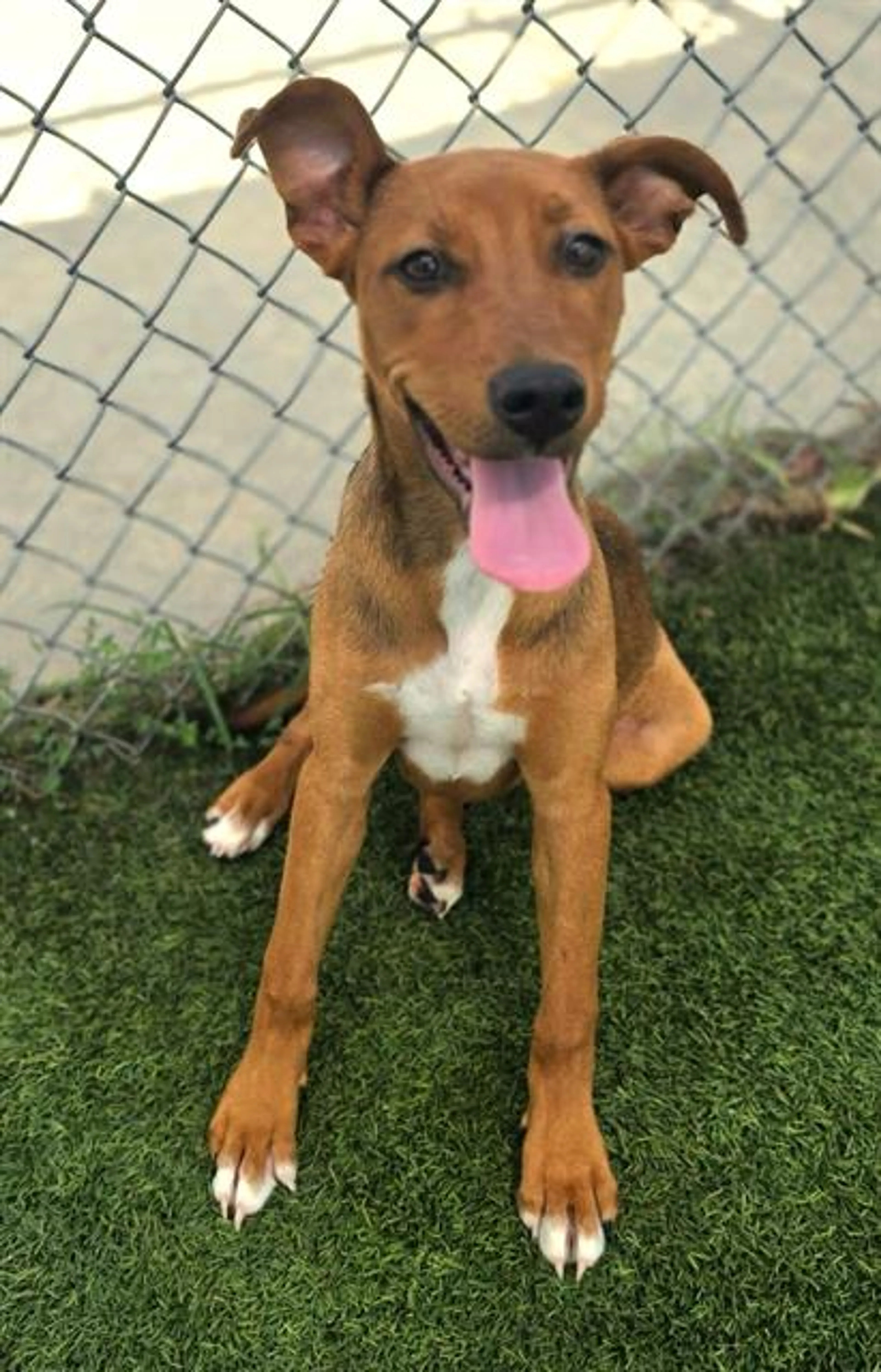 cdn image