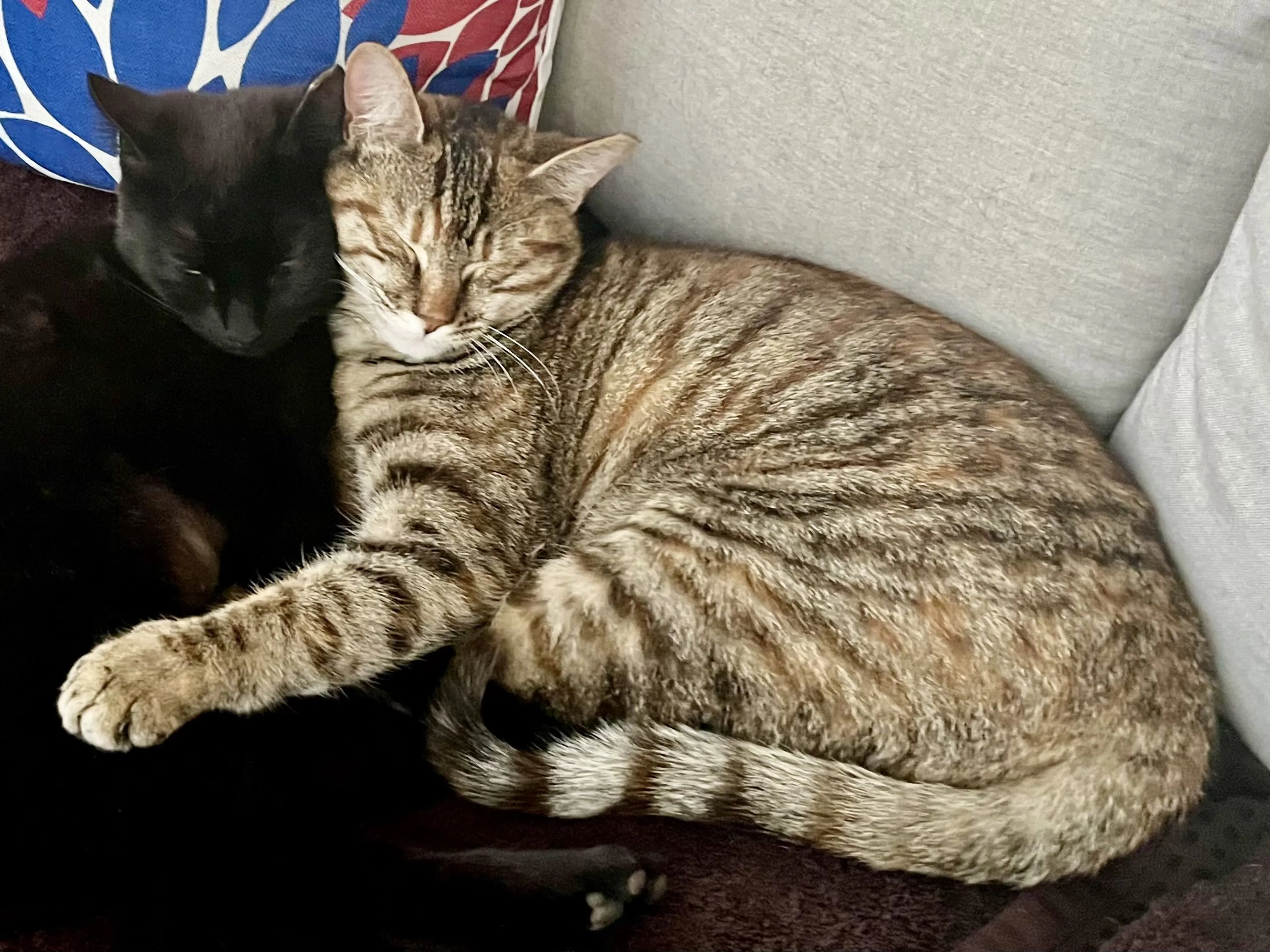 cdn image