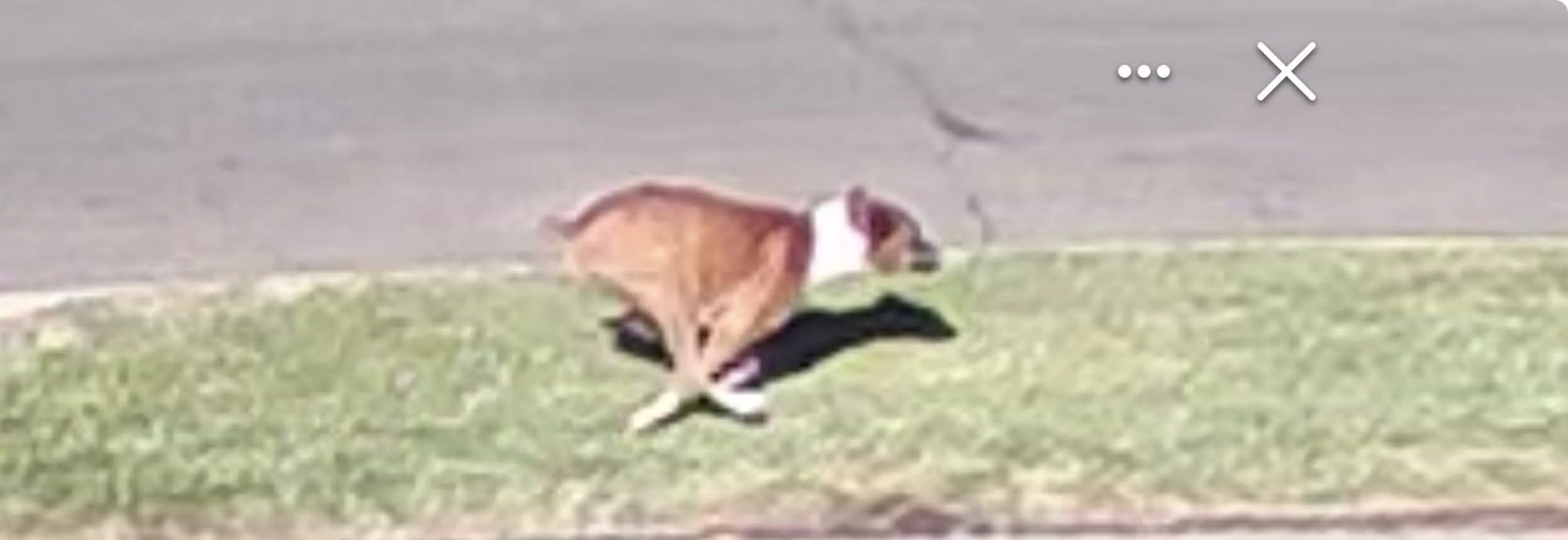 cdn image